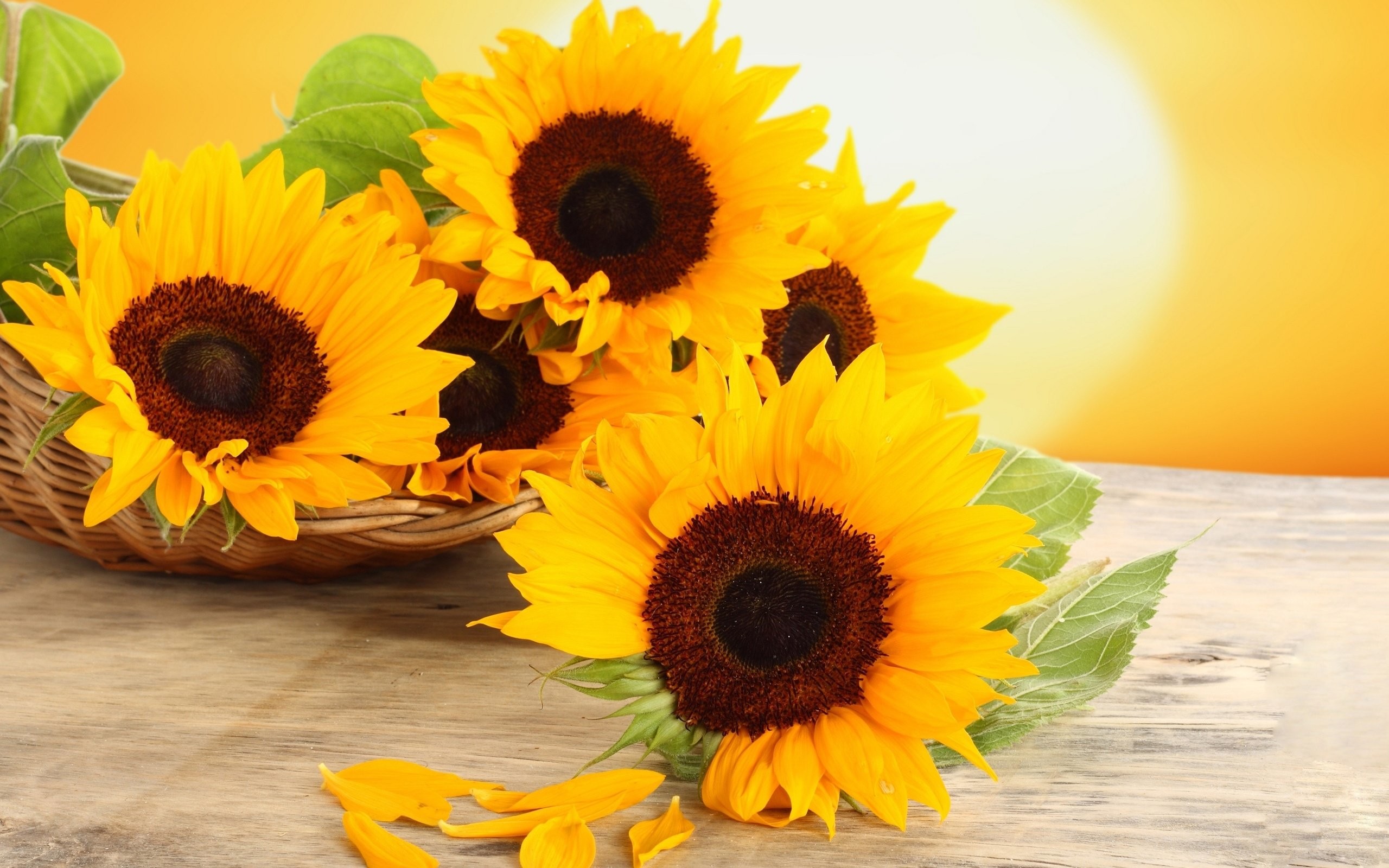 2560x1600 colors, Desktop Backgrounds, Full HD, petals, basket,flowers, download,  amazing sunflowers, table, flower wallpaper tumblr, yellow,_  Wallpaper HD