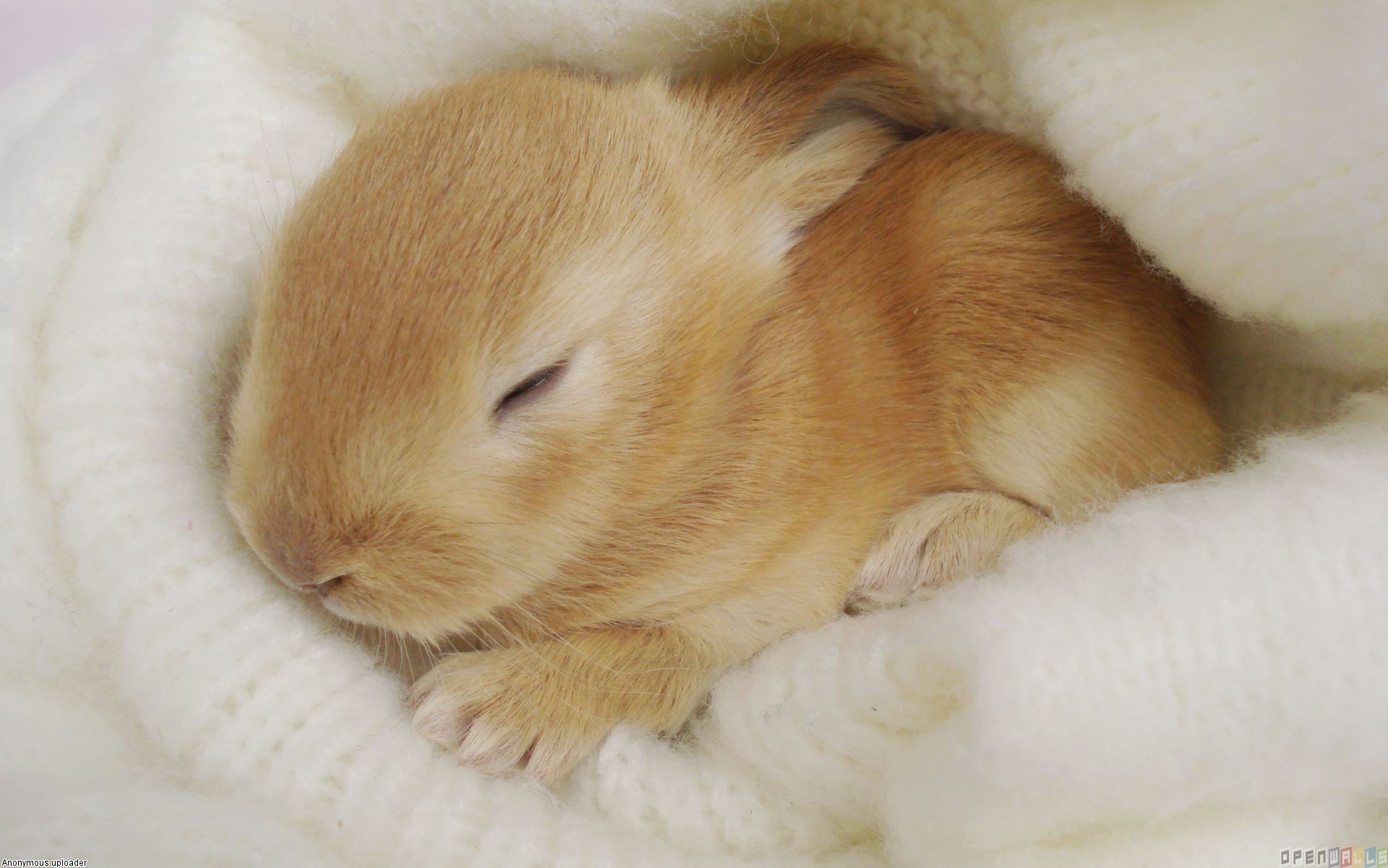 1920x1201 Awesome 50 Cute Bunny Wallpapers | Full HD Backgrounds SH.VM .