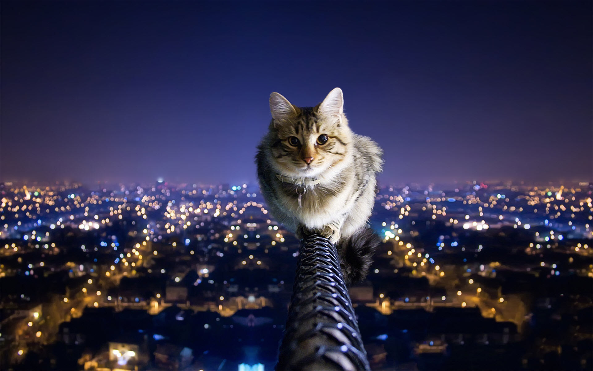 1920x1200 Cat Over The City Night Wallpaper