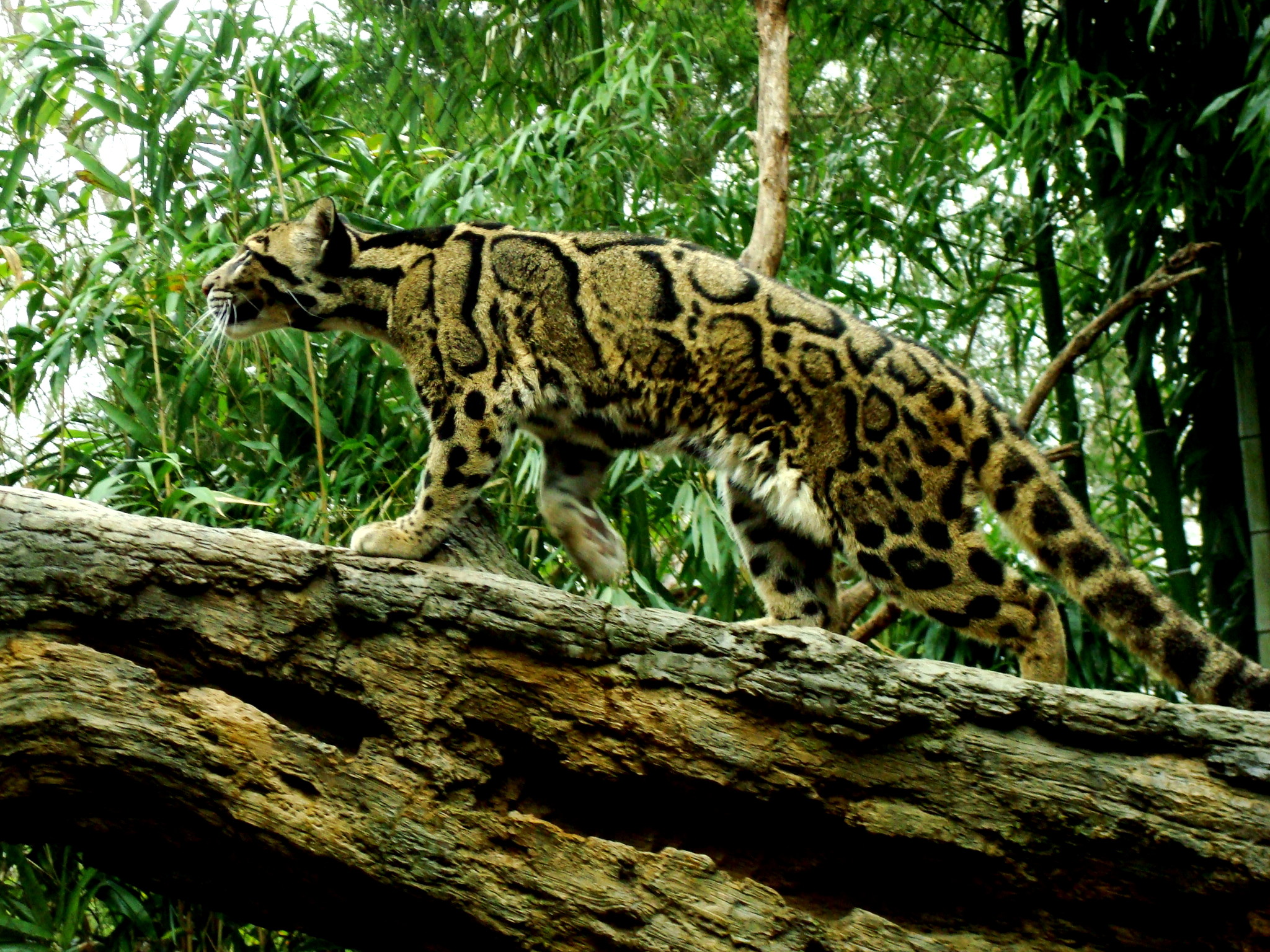 2048x1536 Clouded_Leopard_by_Cowgirlsplash
