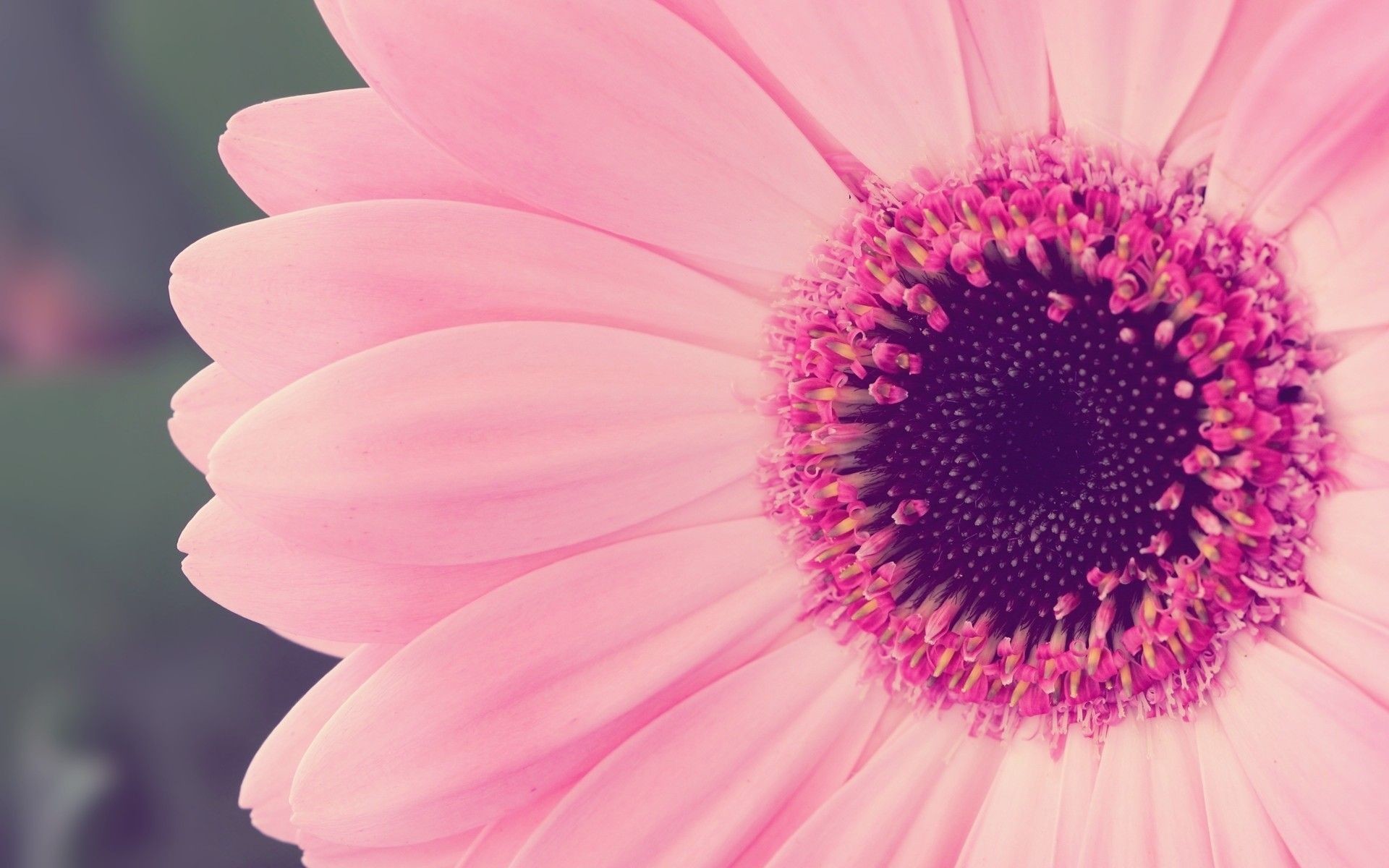 1920x1200 Pretty Flower Background Â·â 