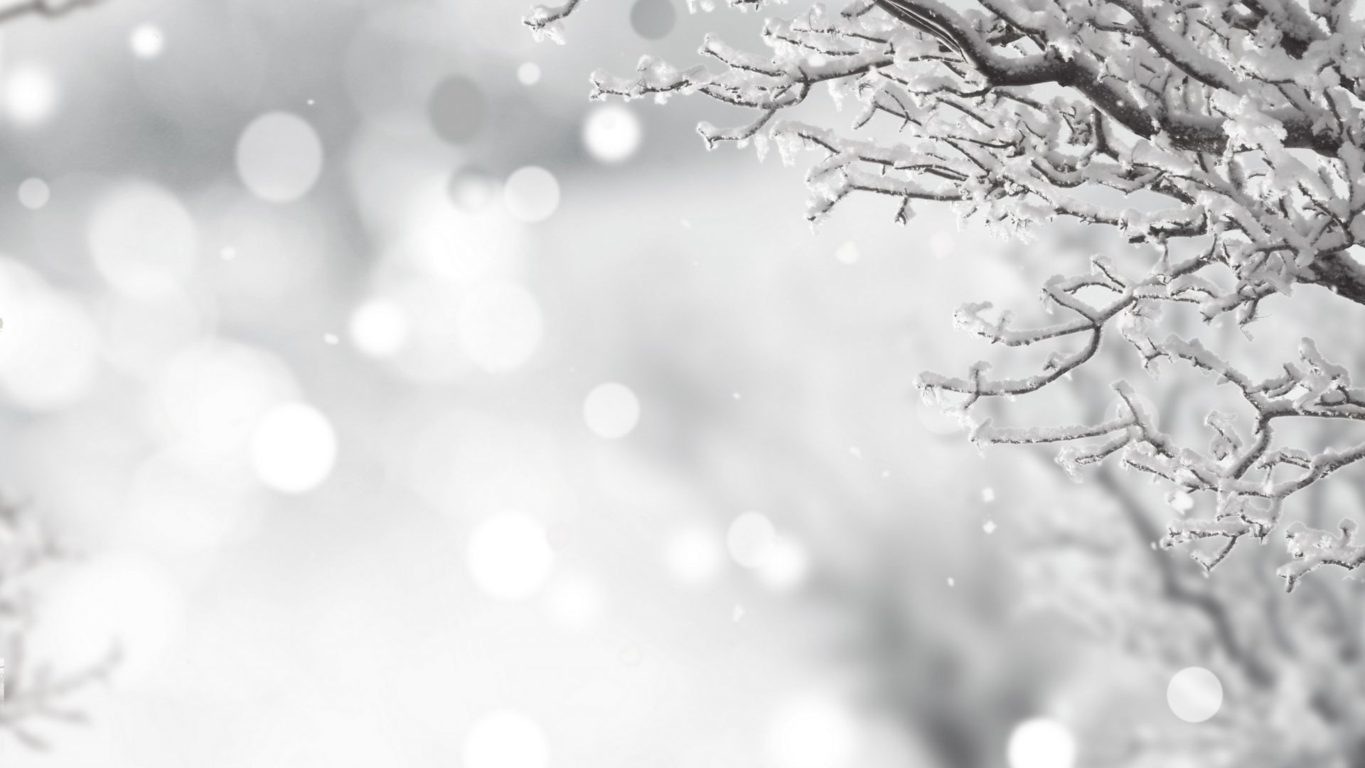 1920x1080 Download Time Snow Tree Christmas Merry Snowy Splendor Magic Winter Bokeh  Holidays Xmas Free Desktop Backgrounds Downloads