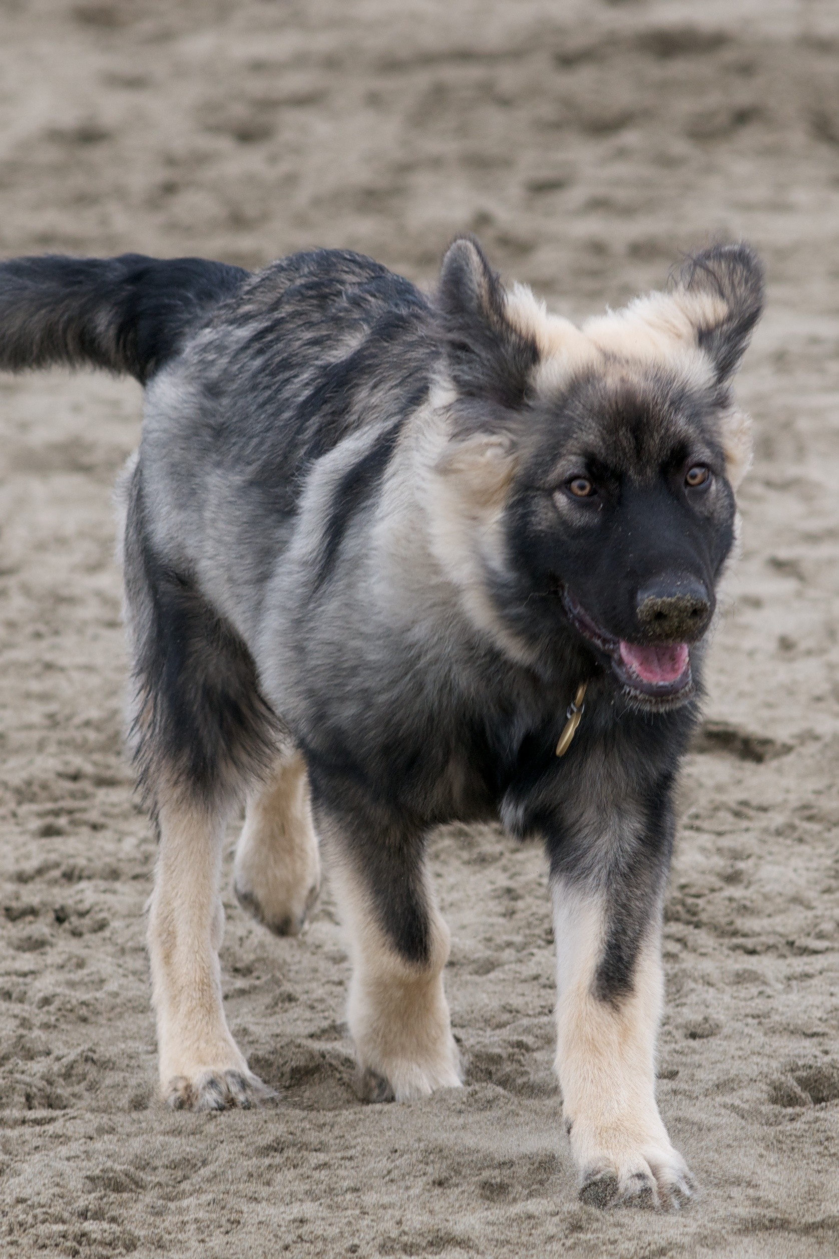 1676x2514 American Alsatian pup walking on the sand wallpaper: American Alsatian, a  breed that has