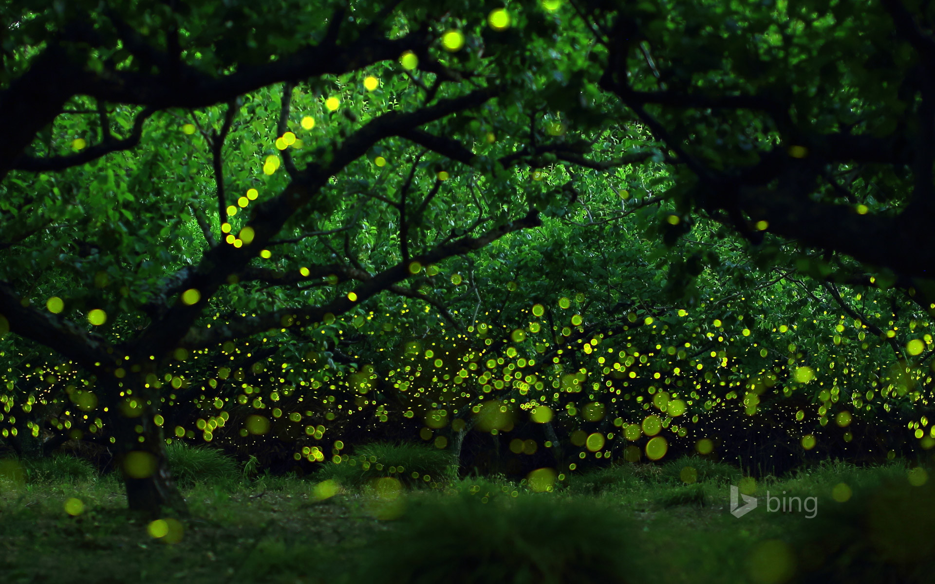 1920x1200 Fireflies Live Wallpaper - Android Apps on Google Play