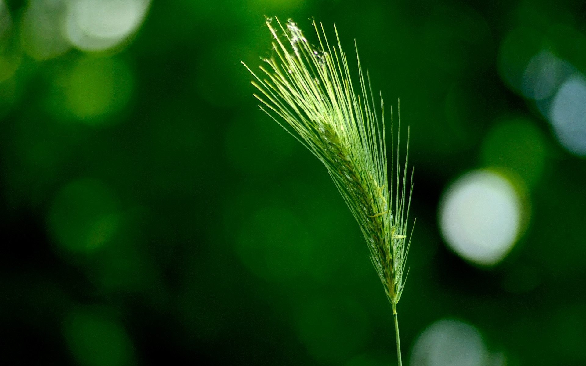 1920x1200 Green Wheat Wallpapers