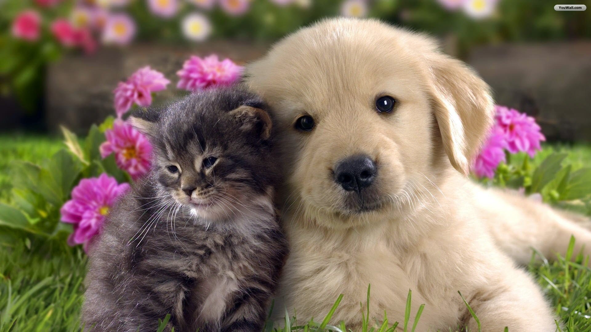 1920x1080 wallpapers,image,free images,Cats wallpapers,Cats,Dogs .
