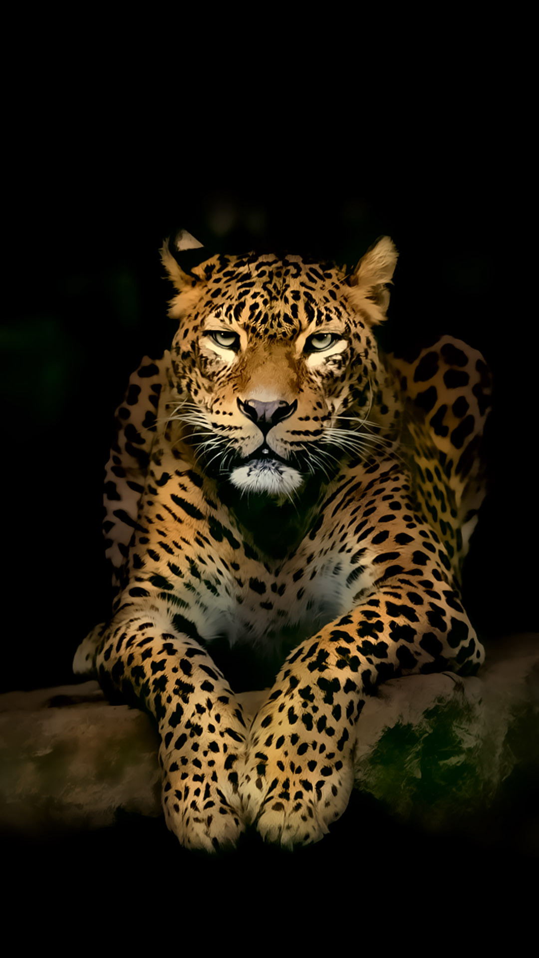1080x1920 Leopard iPhone 4k ultra HD Wallpapers | HD Wallpapers