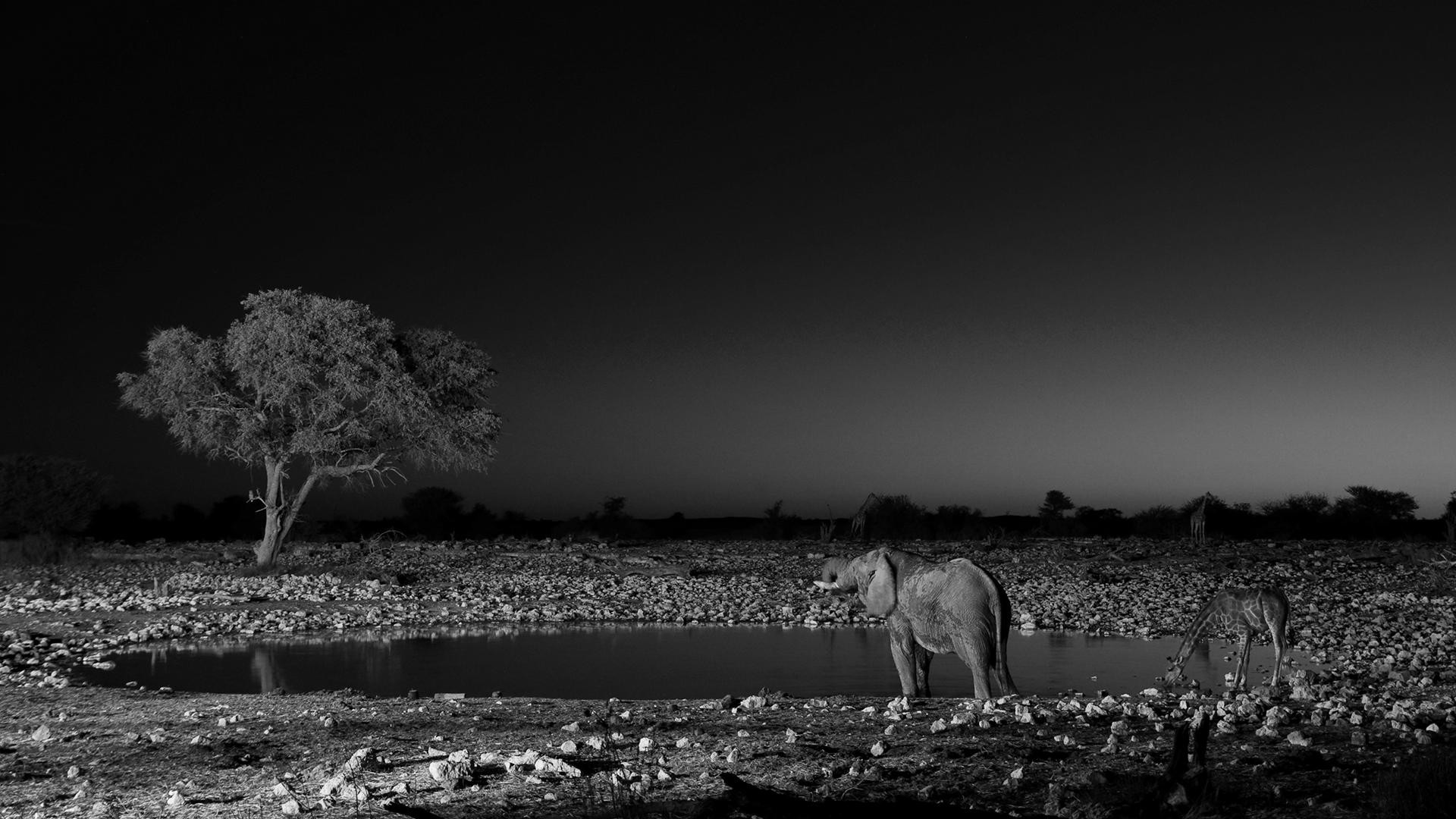 1920x1080 Elephant Black And White Wallpaper Picture ...
