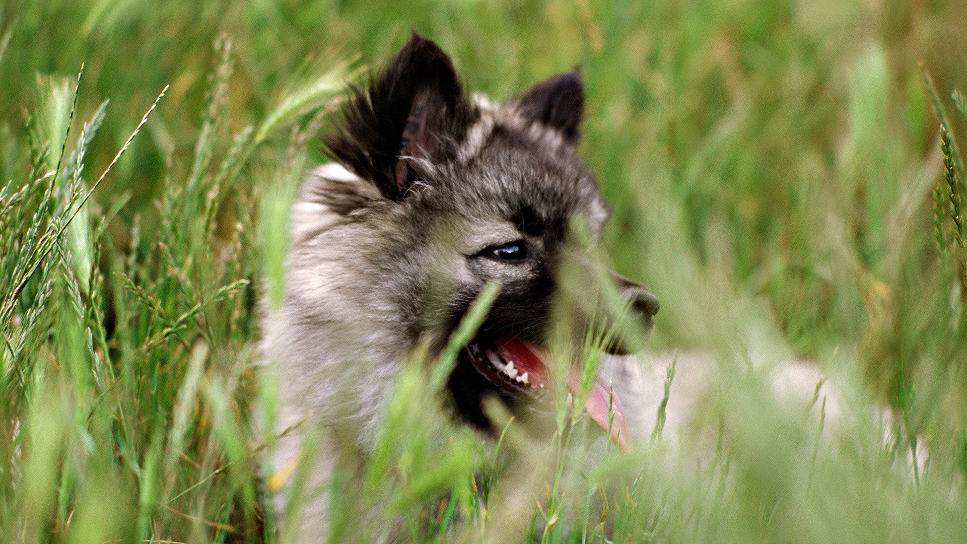 1920x1080 baby wolf photos download