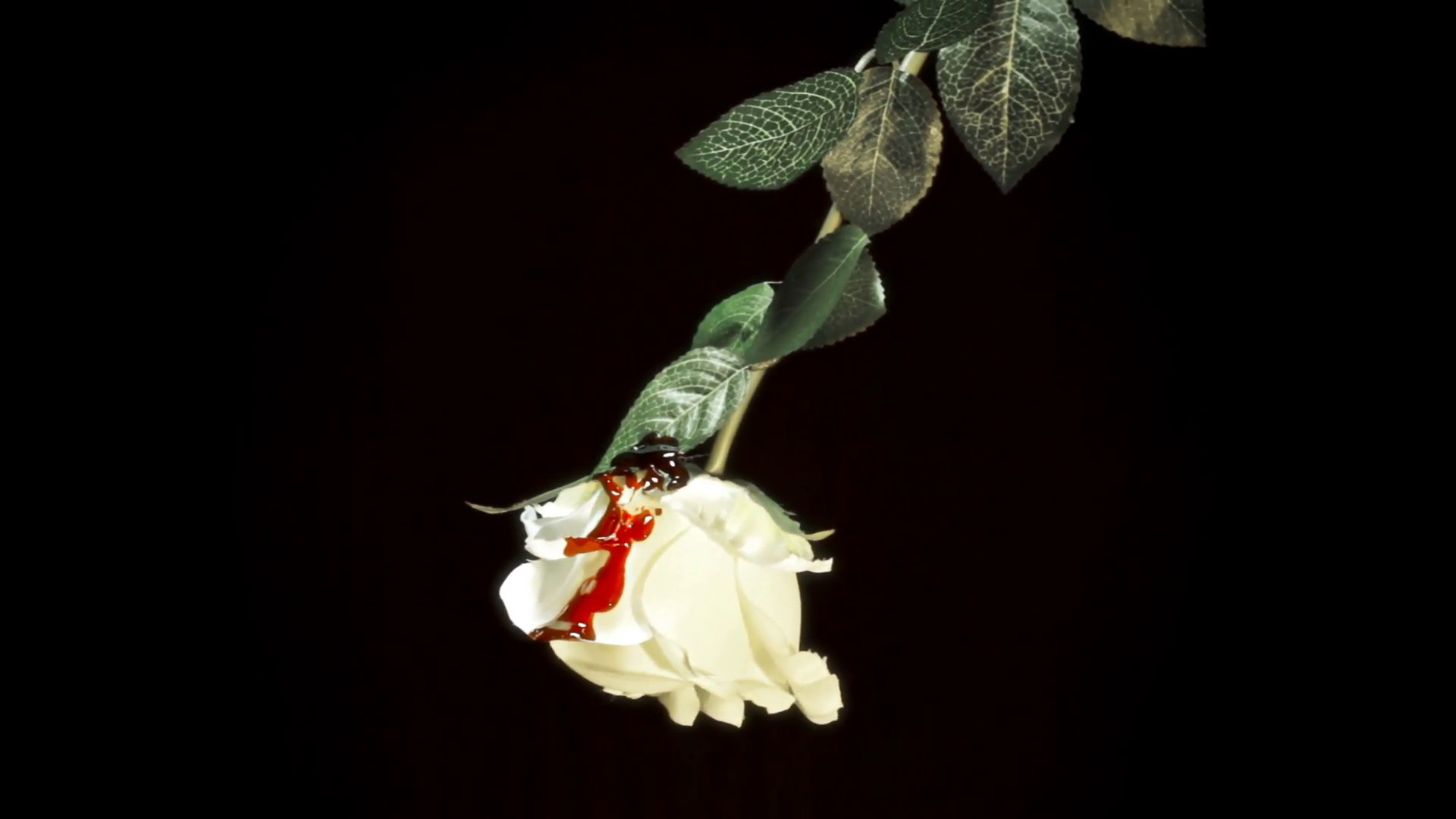 1920x1080 White rose bloody. Close up of a white rose with red blood over the petals,  isolated on a black background. Symbolic shot: violence, innocence lost, ...