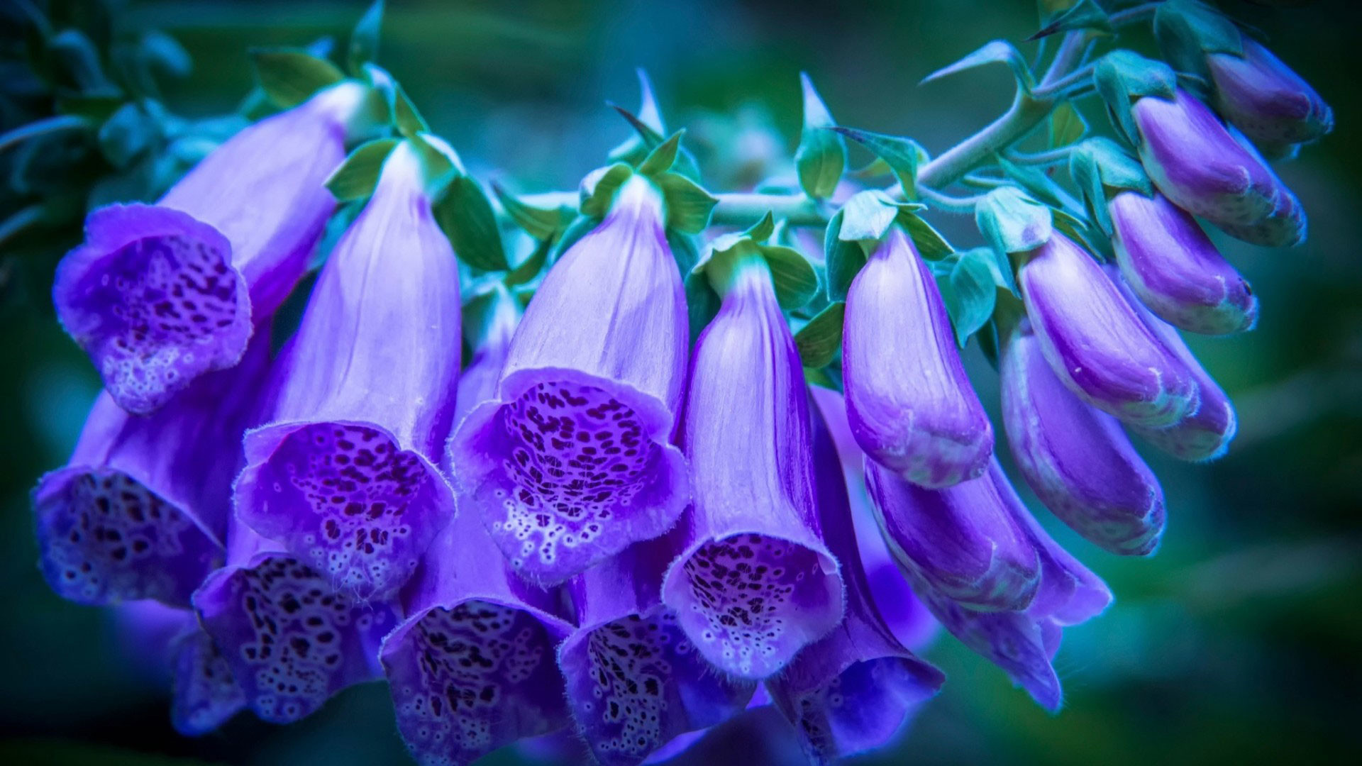 1920x1080 hd pics photos best beautiful blue flower bunch macro hd quality desktop  background wallpaper