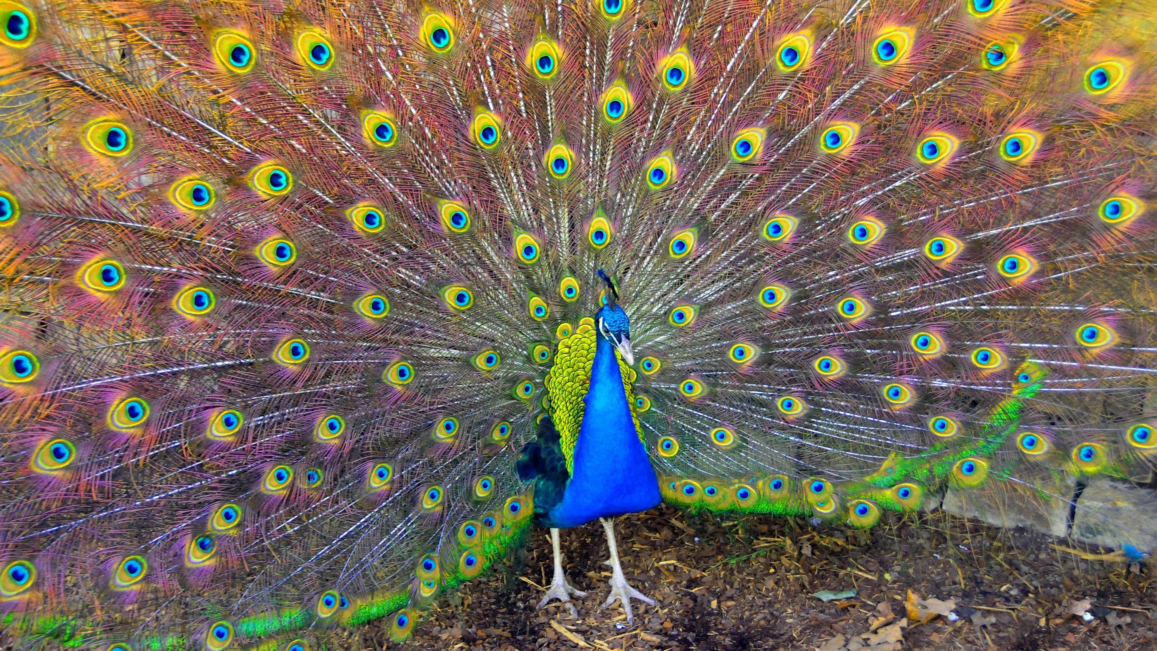 3840x2160 Preview wallpaper bird, peacock, beauty 