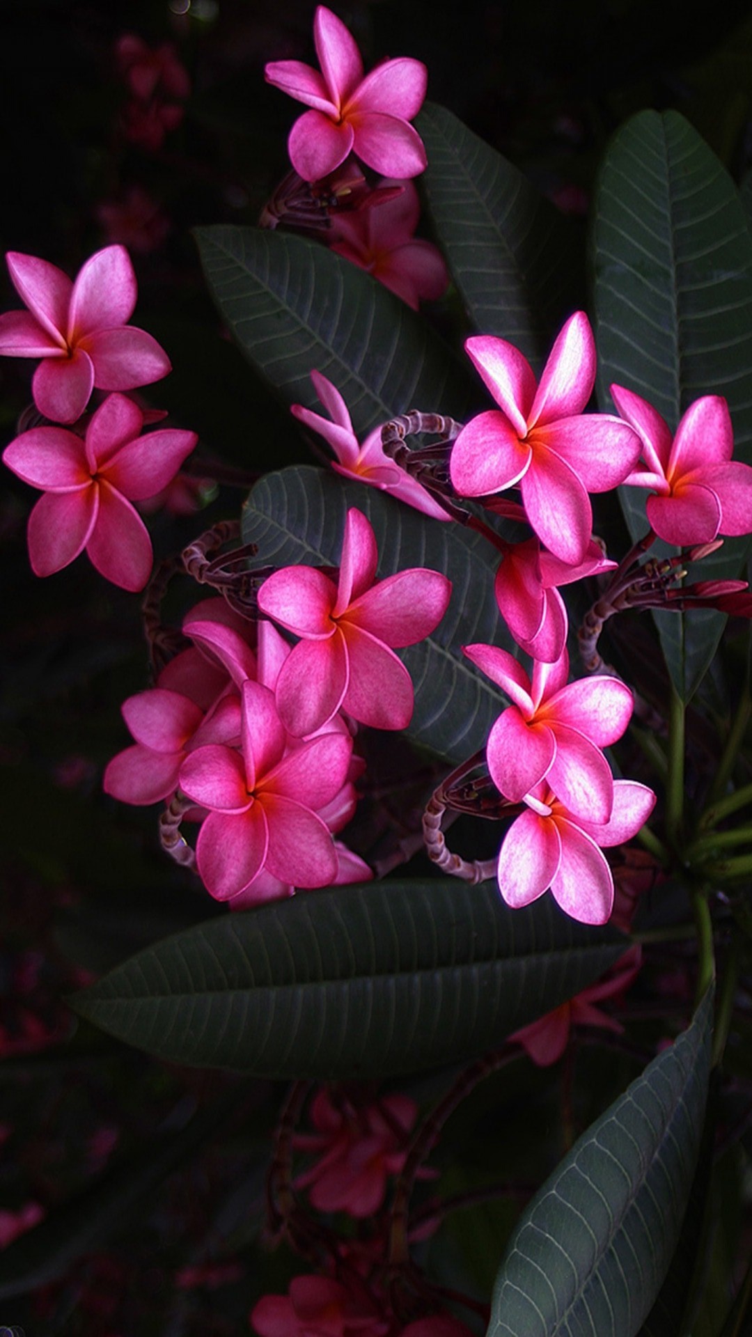 1080x1920 Plumeria Flowers Pink Wallpaper iPhone resolution 