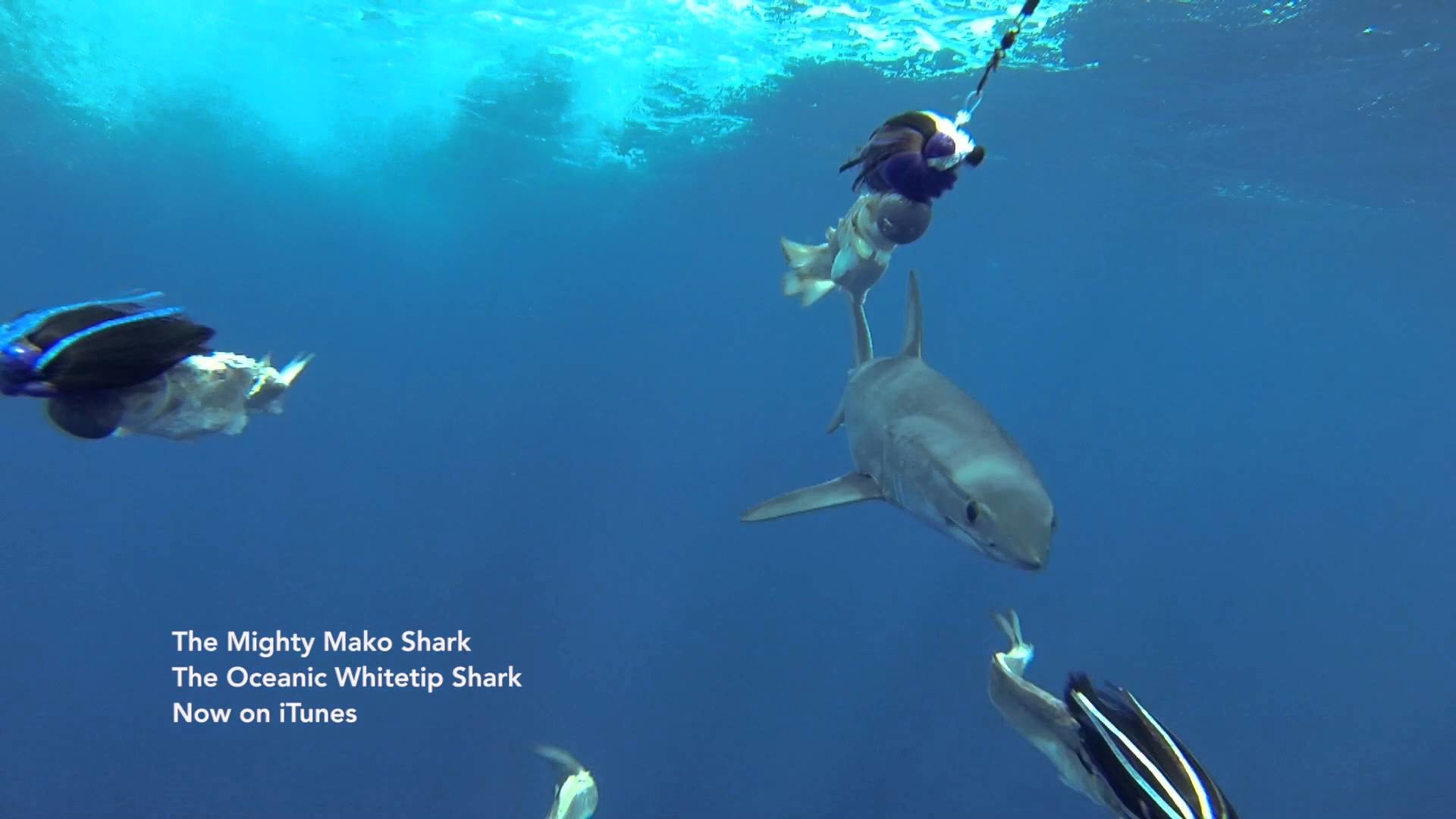1920x1080 Guy Harvey Talks about Mako Sharks and Oceanic Whitetip Sharks - now on  iTunes... - YouTube