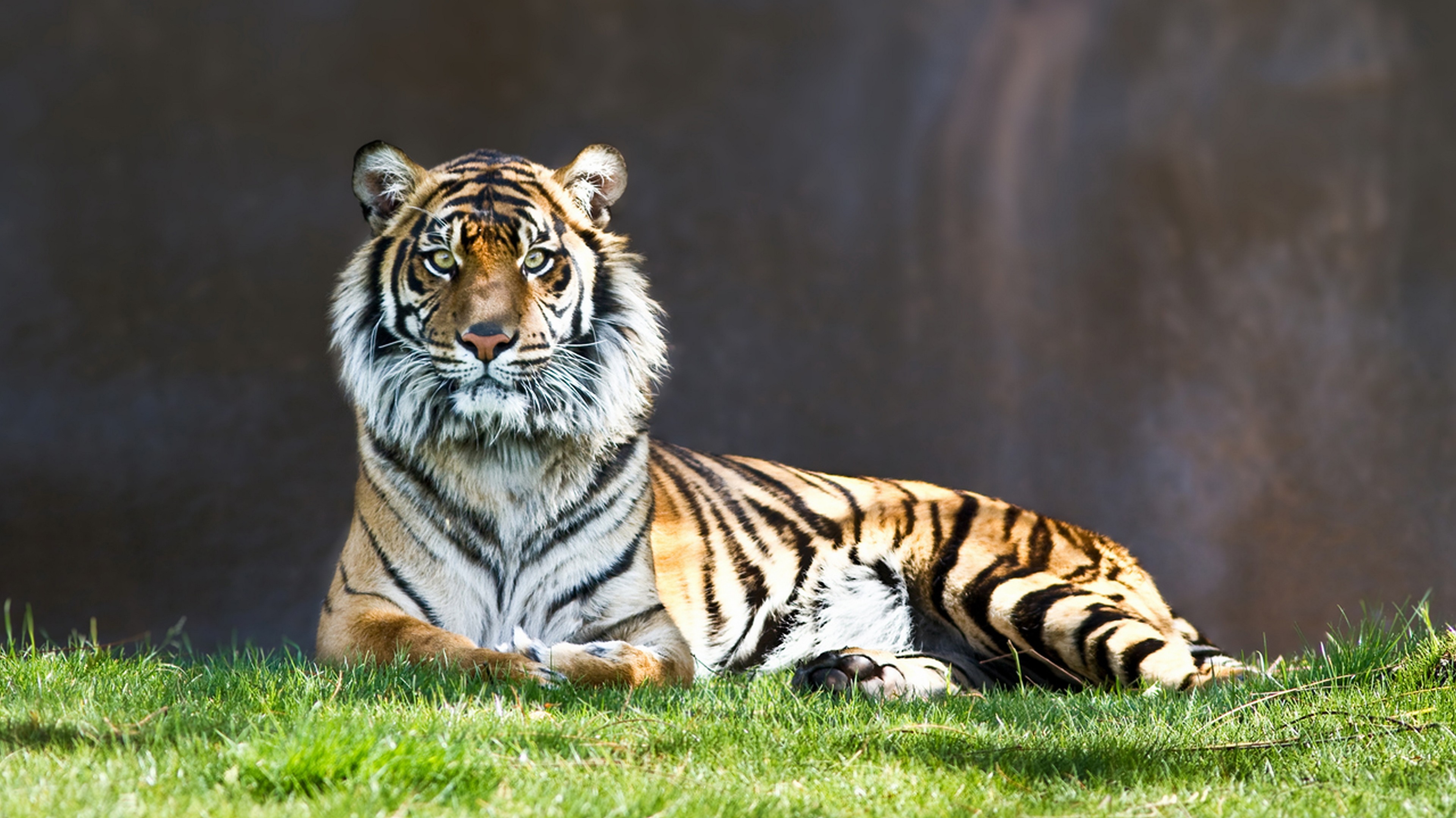 3840x2160 Animal - Tiger Stare Wallpaper