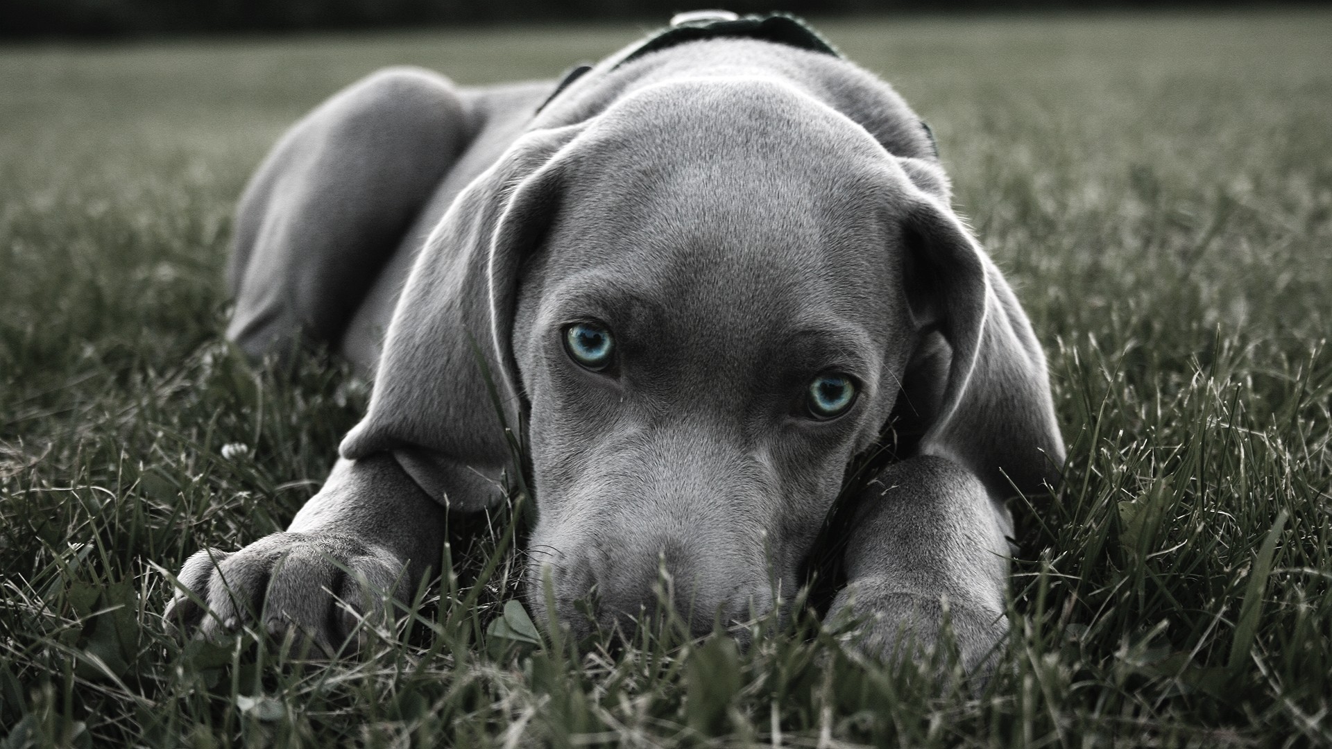 1920x1080 blue pitbull puppies pictures wallpaper