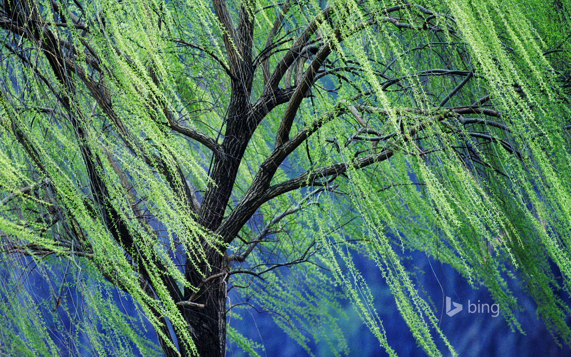 1920x1200 ... A weeping willow tree (Â© Rolf Nussbaumer Photography/Alamy)