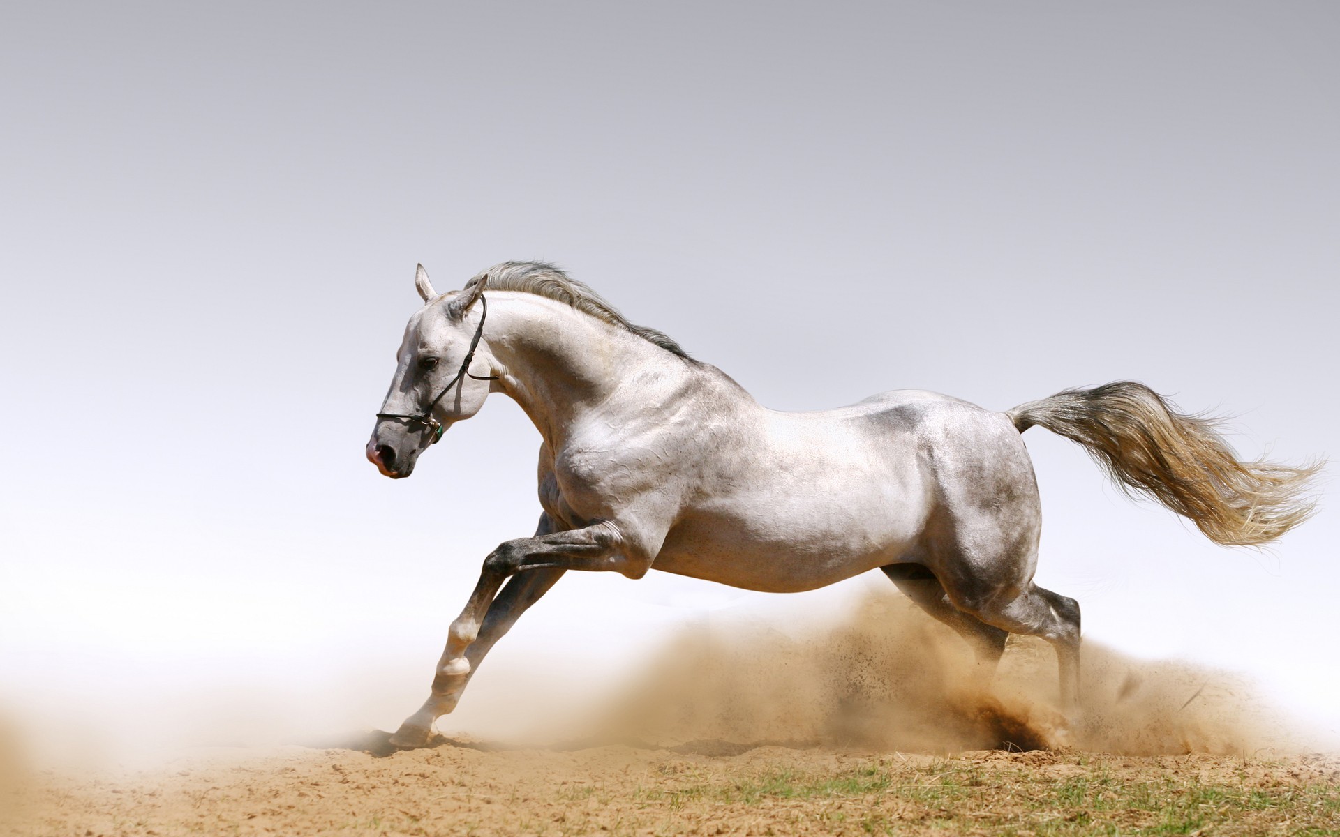 1920x1200 Use 9 Beautiful White Running Horse Wallpapers for your Desktop Background.  You can Share below White Horses Running Wallpapers for Desktop .