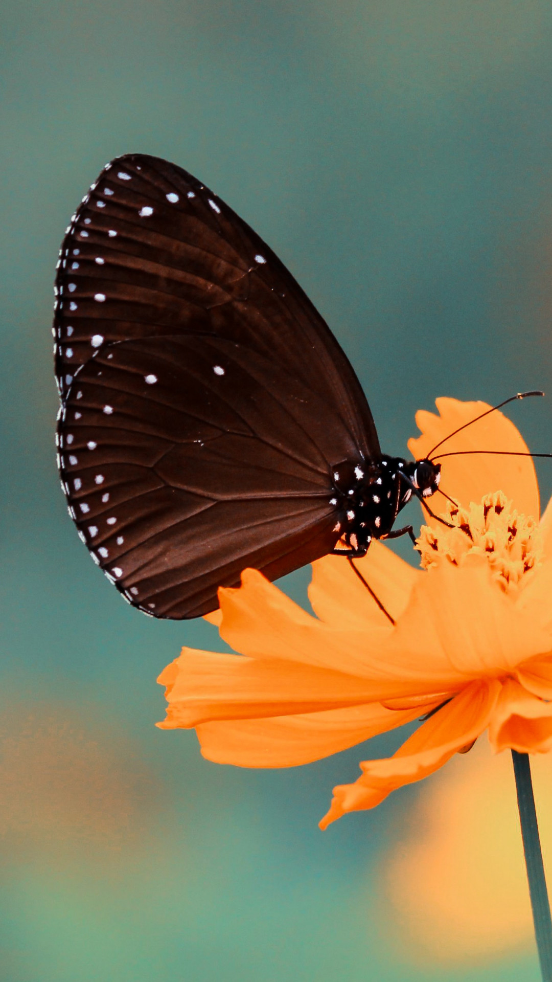 1080x1920 Black Butterfly iPhone Wallpaper