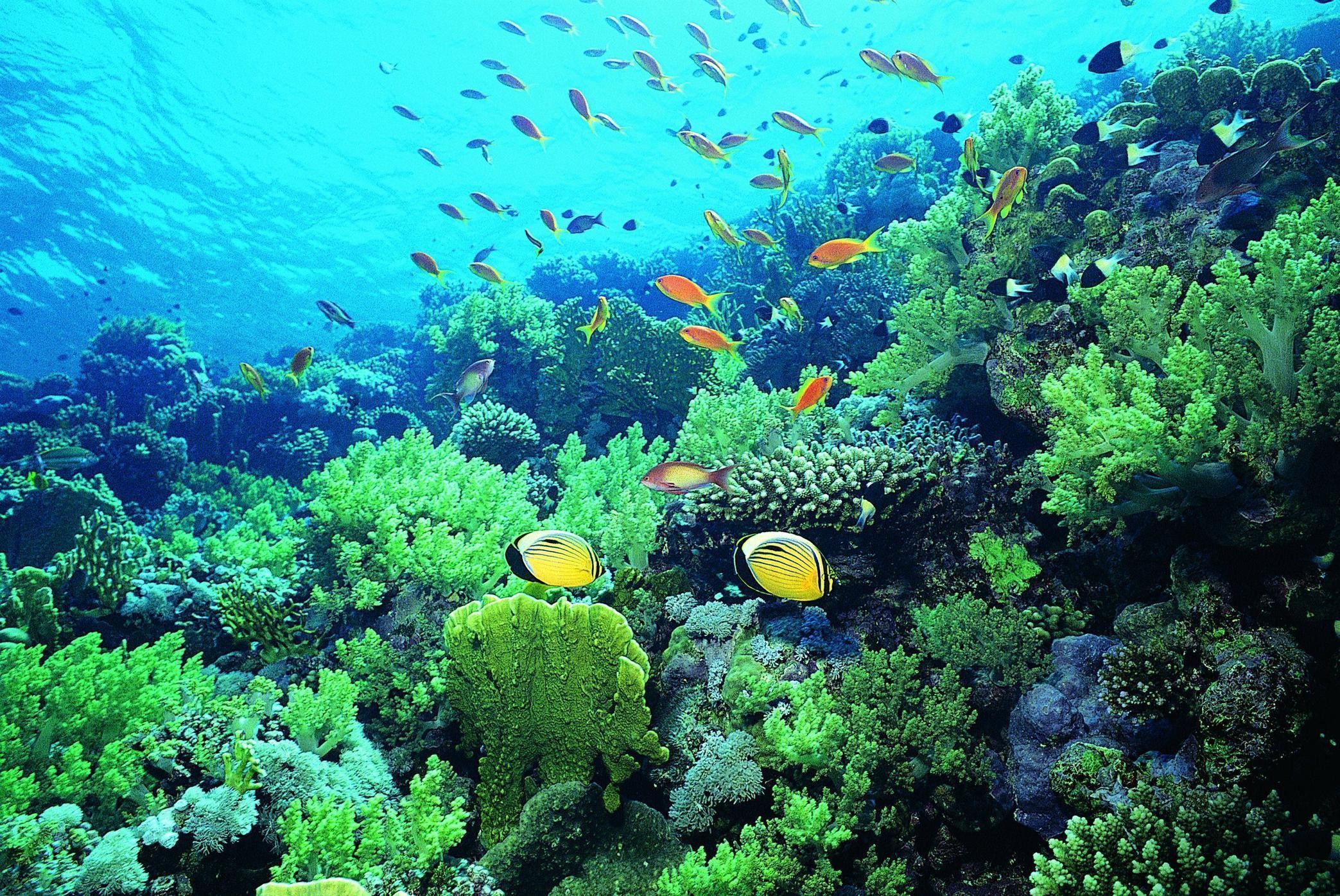 2087x1396 Green Coral Reef Under Water, Under Water Wallpaper, hd phone .
