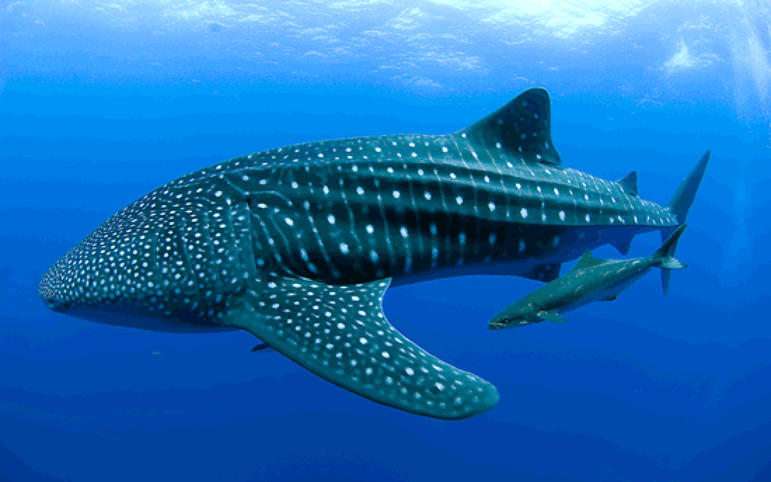 2560x1600 Floating Whale shark photo