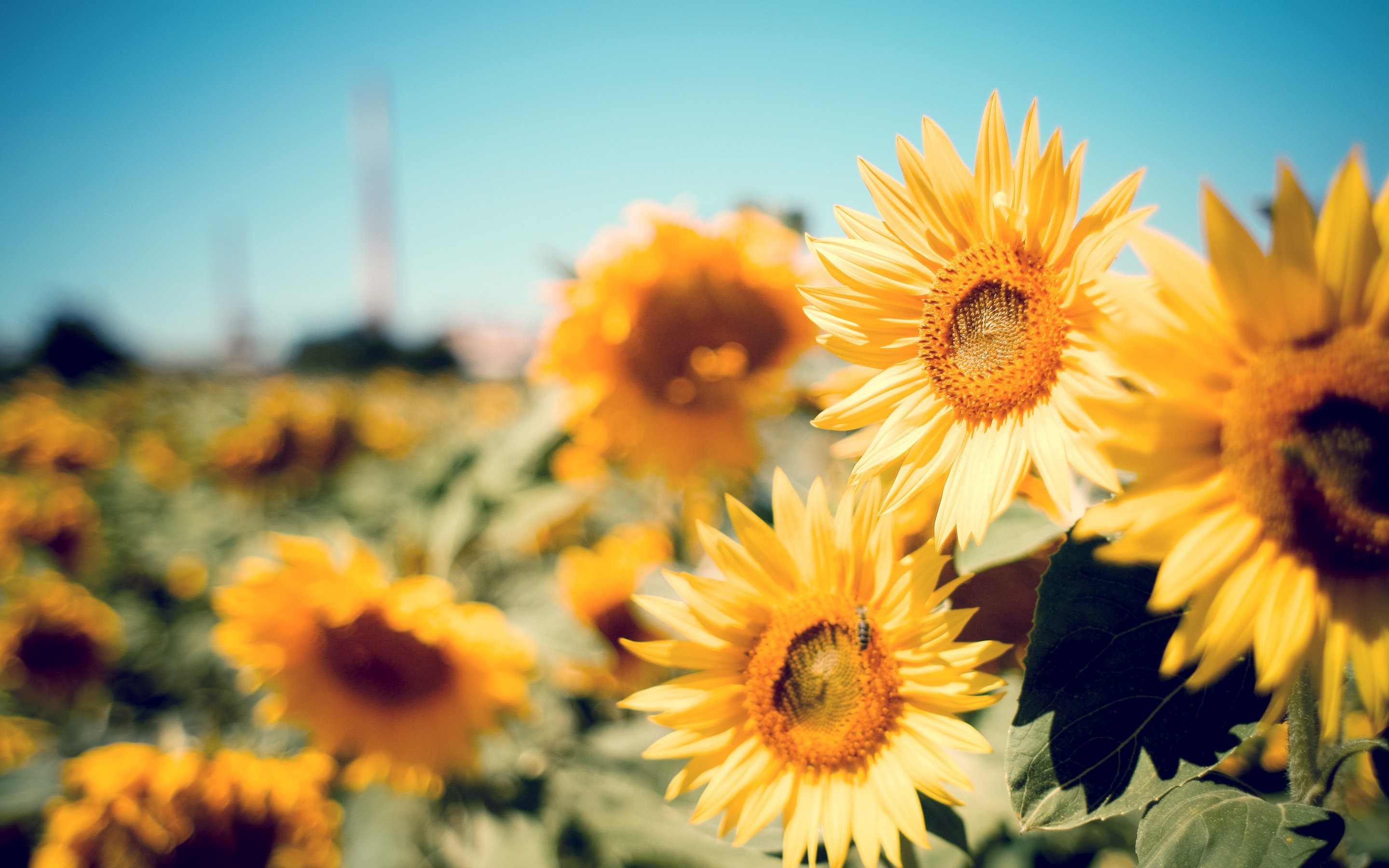 2880x1800 happy, sun yellow, Desktop Backgrounds, lovely, mobile wallpaper, sunshine,  flowers, warm,android, free, sunflower, nature,cute, field, photography, ...