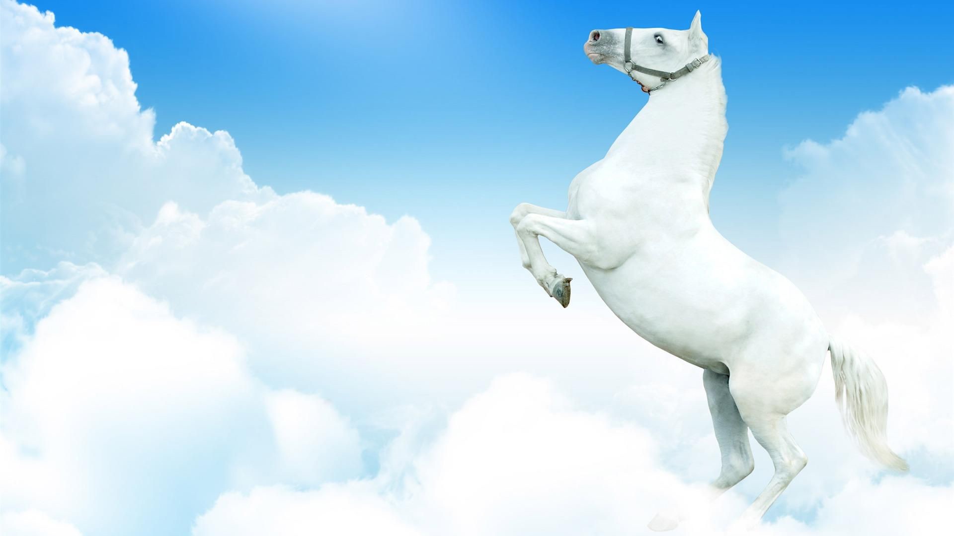 1920x1080 White horse hd images
