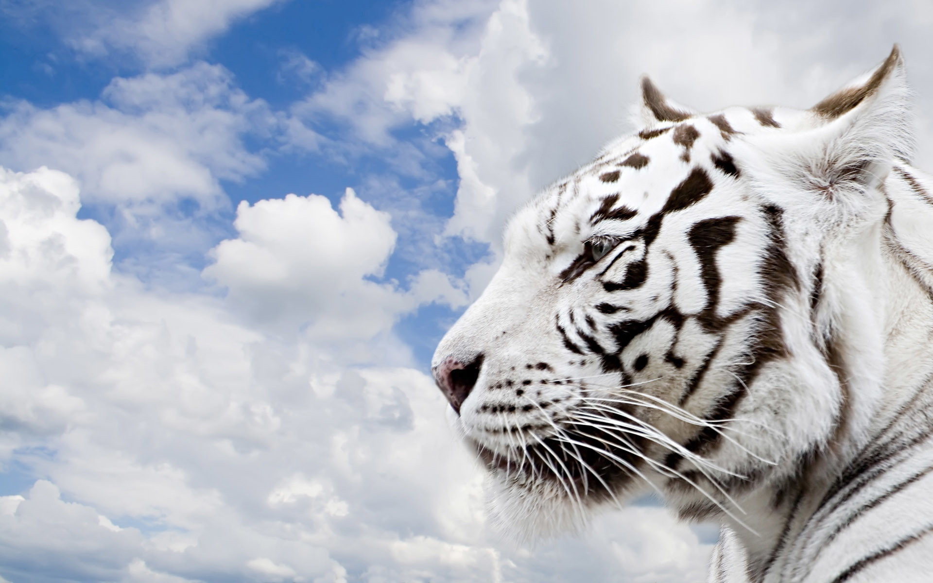 1920x1200 Here some beautiful tiger HD wallpaper white tiger in water beautiful tiger  PC wallpaper Bengal .
