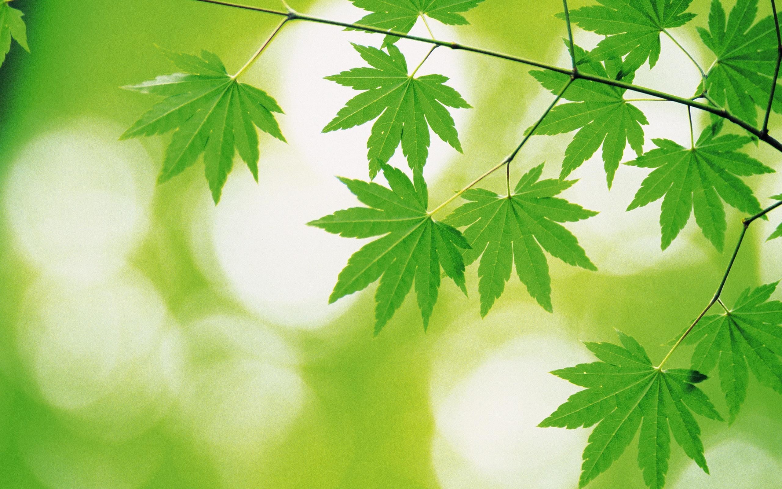2560x1600 ... Green Leaf Background | HD Wallpapers Pulse Beautiful ...