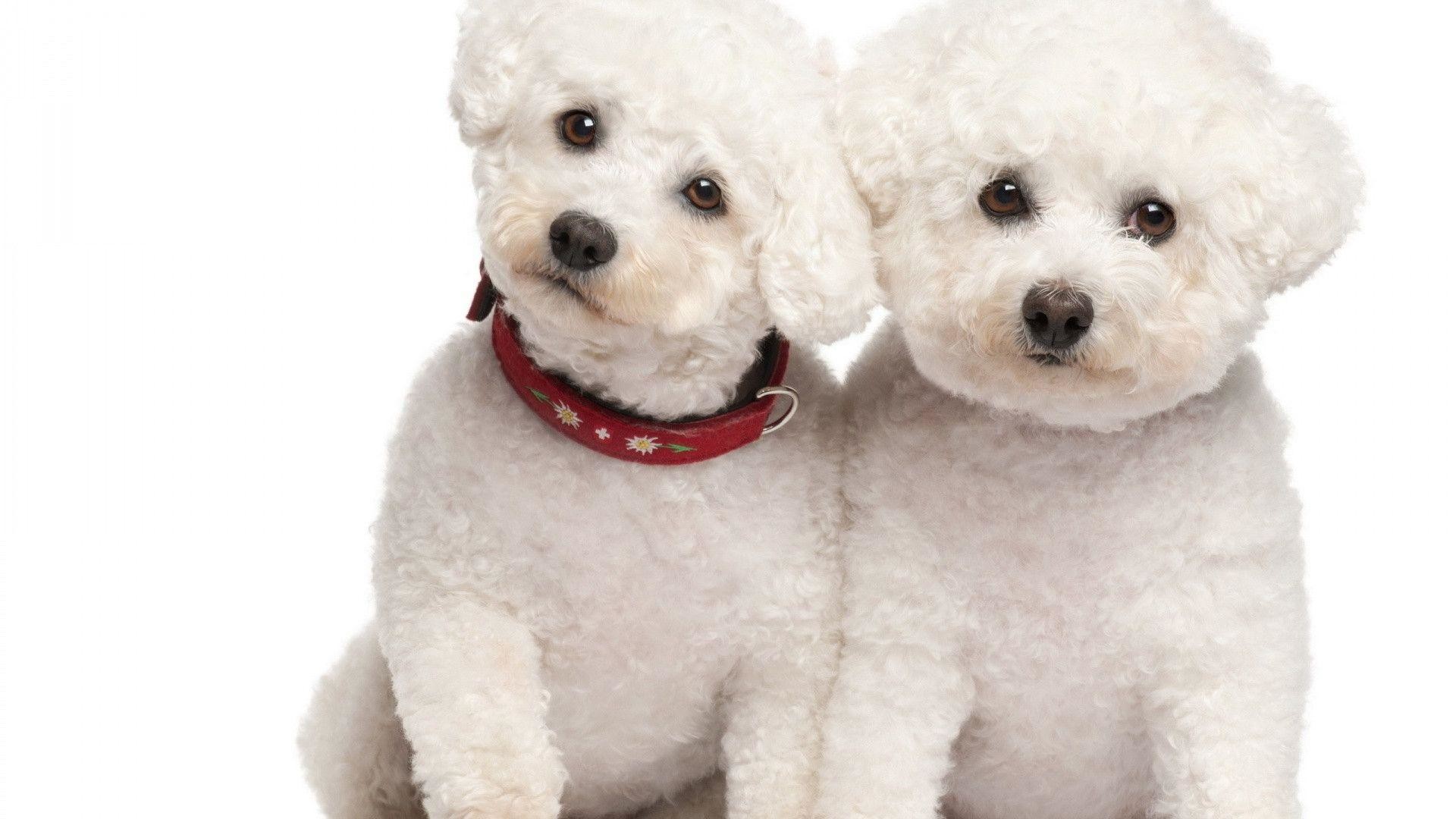 1920x1080 Poodle Dog Wallpapers | Poodle Dog Pictures | Cool Wallpapers