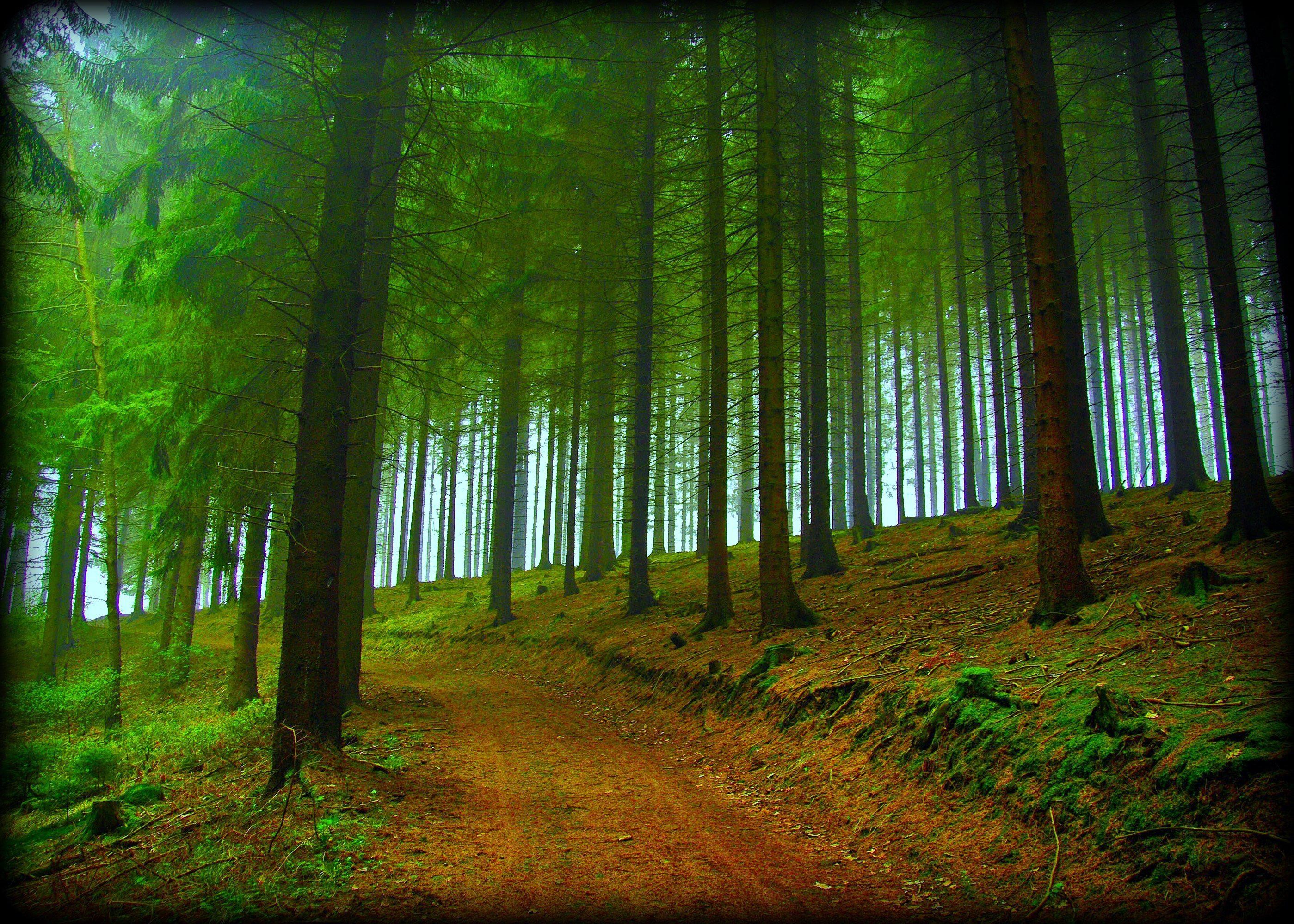 2798x2000 HD Forest Trees Road Nature Fog Free Desktop Background Wallpaper