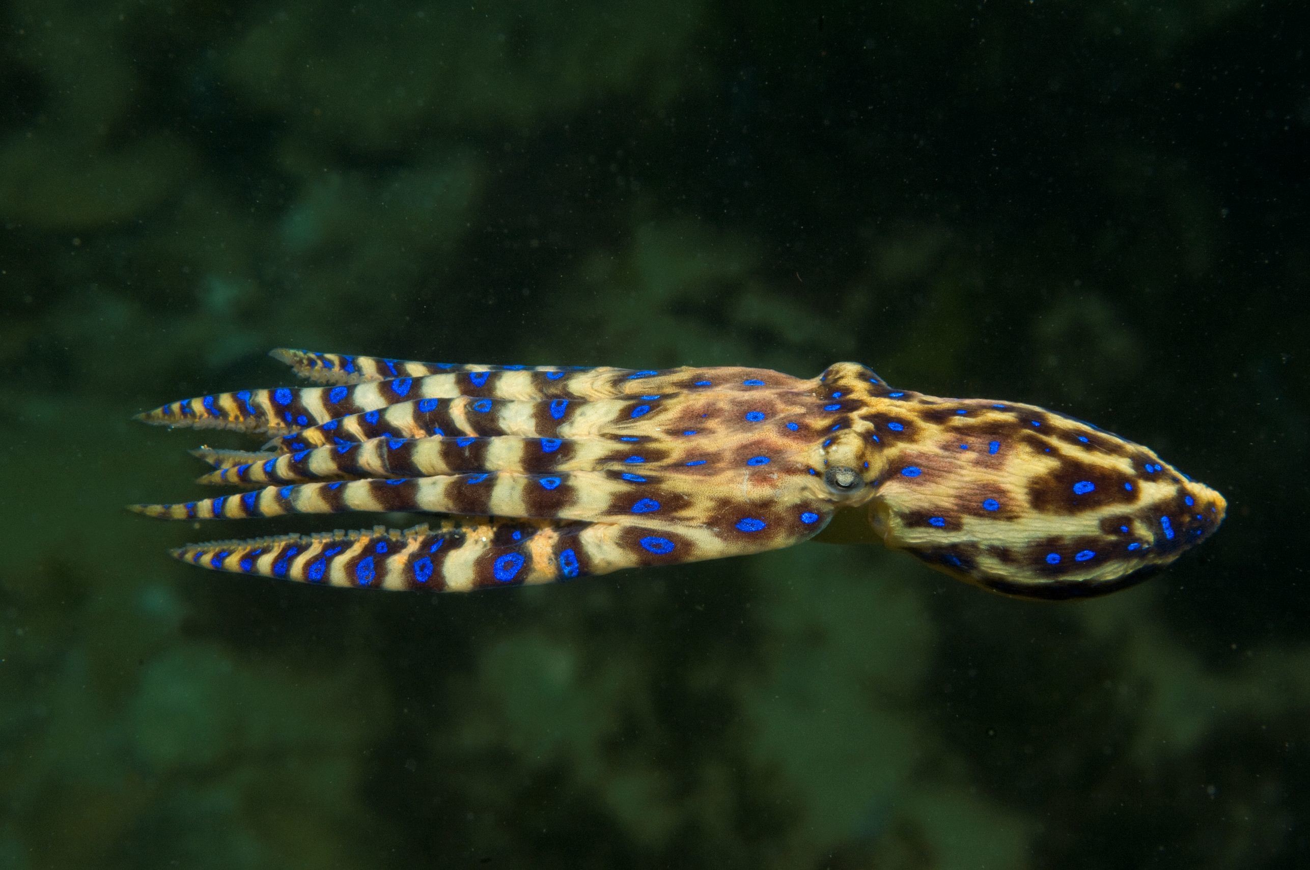 2573x1709 Greater Blue-ringed Octopus (Hapalochlaena lunulata) | Octopus Cove |  Pinterest