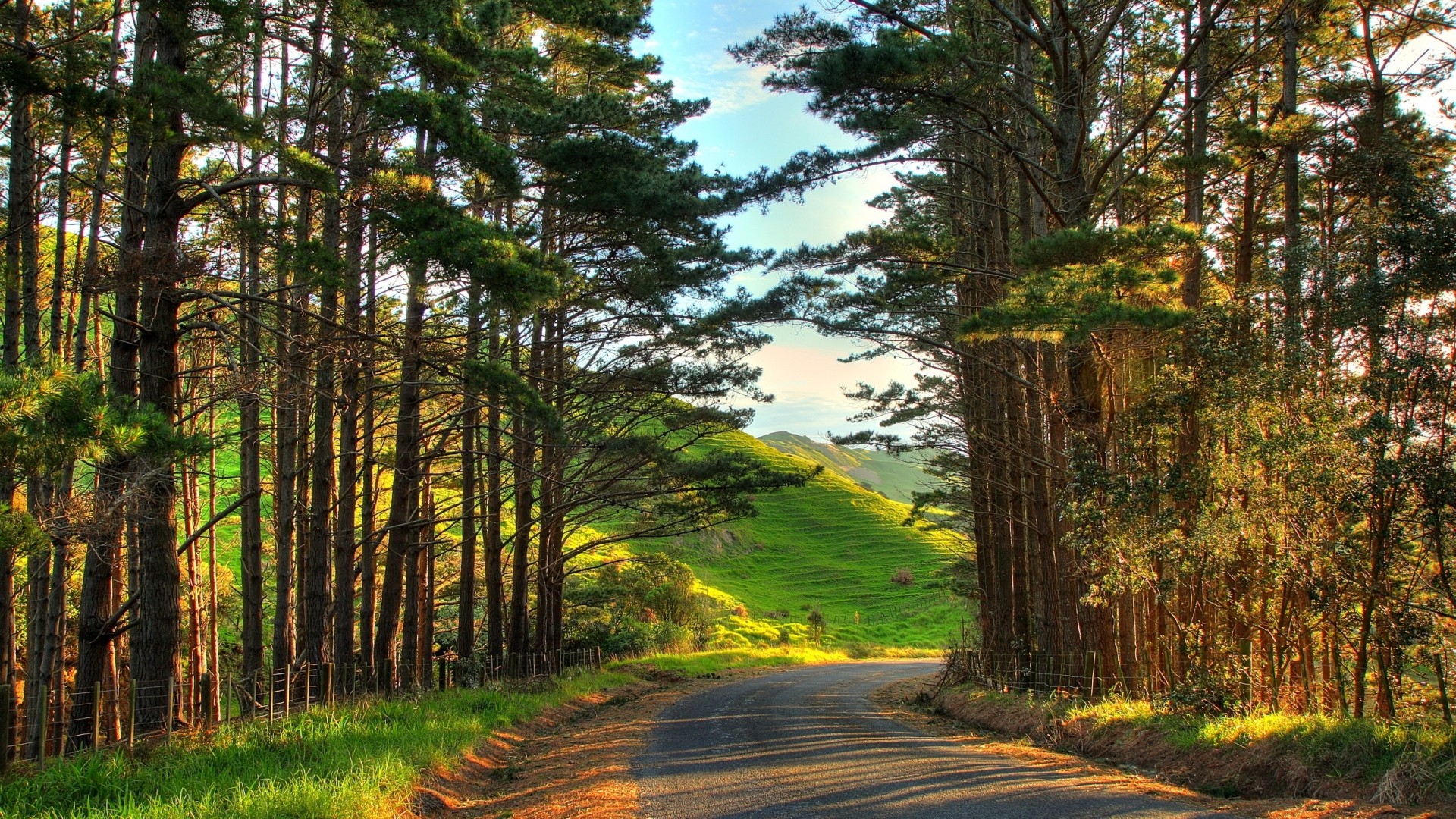 1920x1080 Preview wallpaper new zealand, oakland, road, turn, wood, suburb 