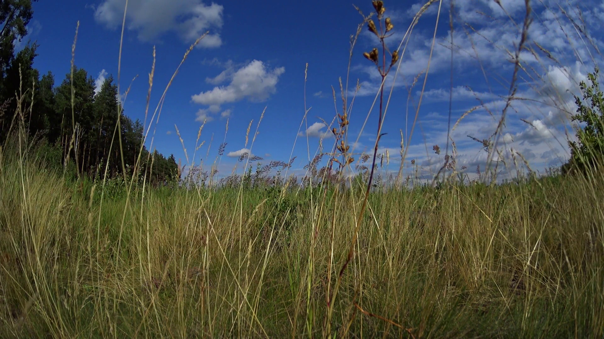 1920x1080 Wallpaper background summer sunny meadow, tall grass, blue sky in clouds  Stock Video Footage - VideoBlocks