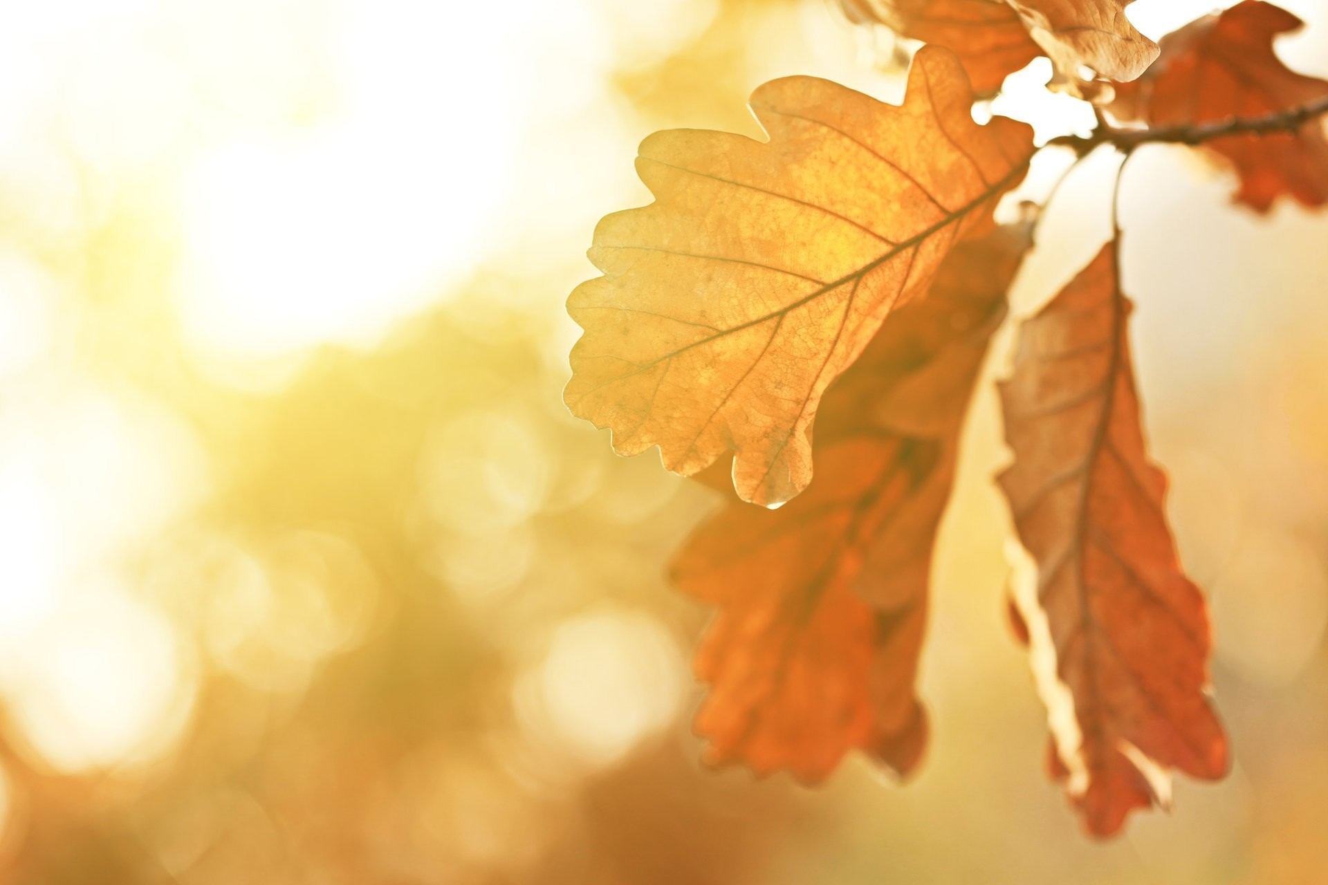 1920x1280 autumn trees sunbeams oak leaves beautiful nature landscape fall aspen  trees india macro sun rays autumn