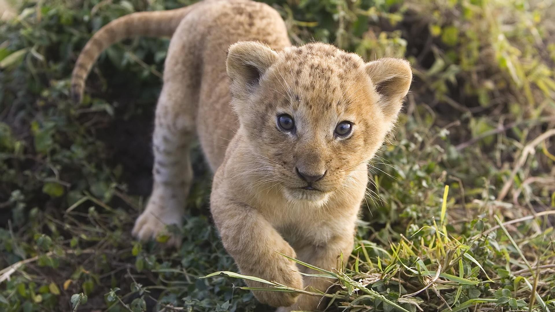 1920x1080 Cute Lion Cub