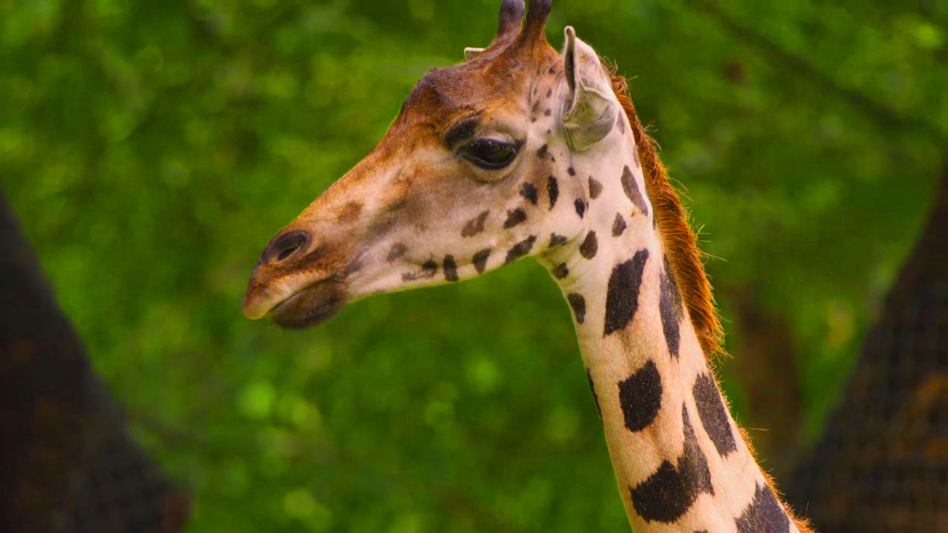 1920x1080 hd pics photos stunning attractive wildlife photography new animals close  up giraffe hd desktop background wallpaper