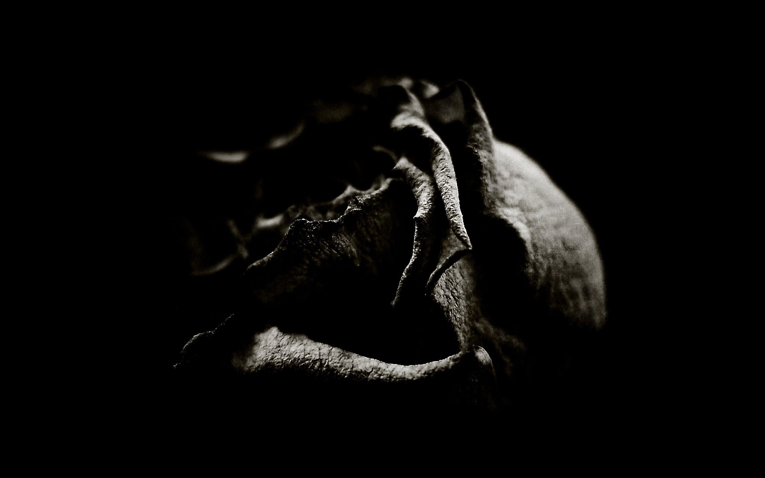 2560x1600 Wallpapers For > Gothic Black Roses Wallpaper