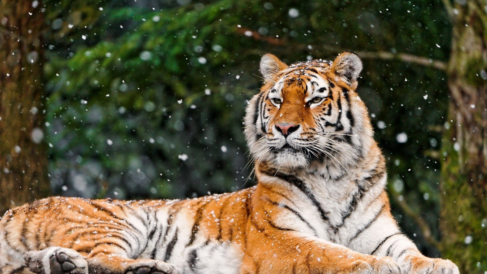 1920x1080 Wallpaper  tiger, snow, lying, animal Full HD 1080p HD .
