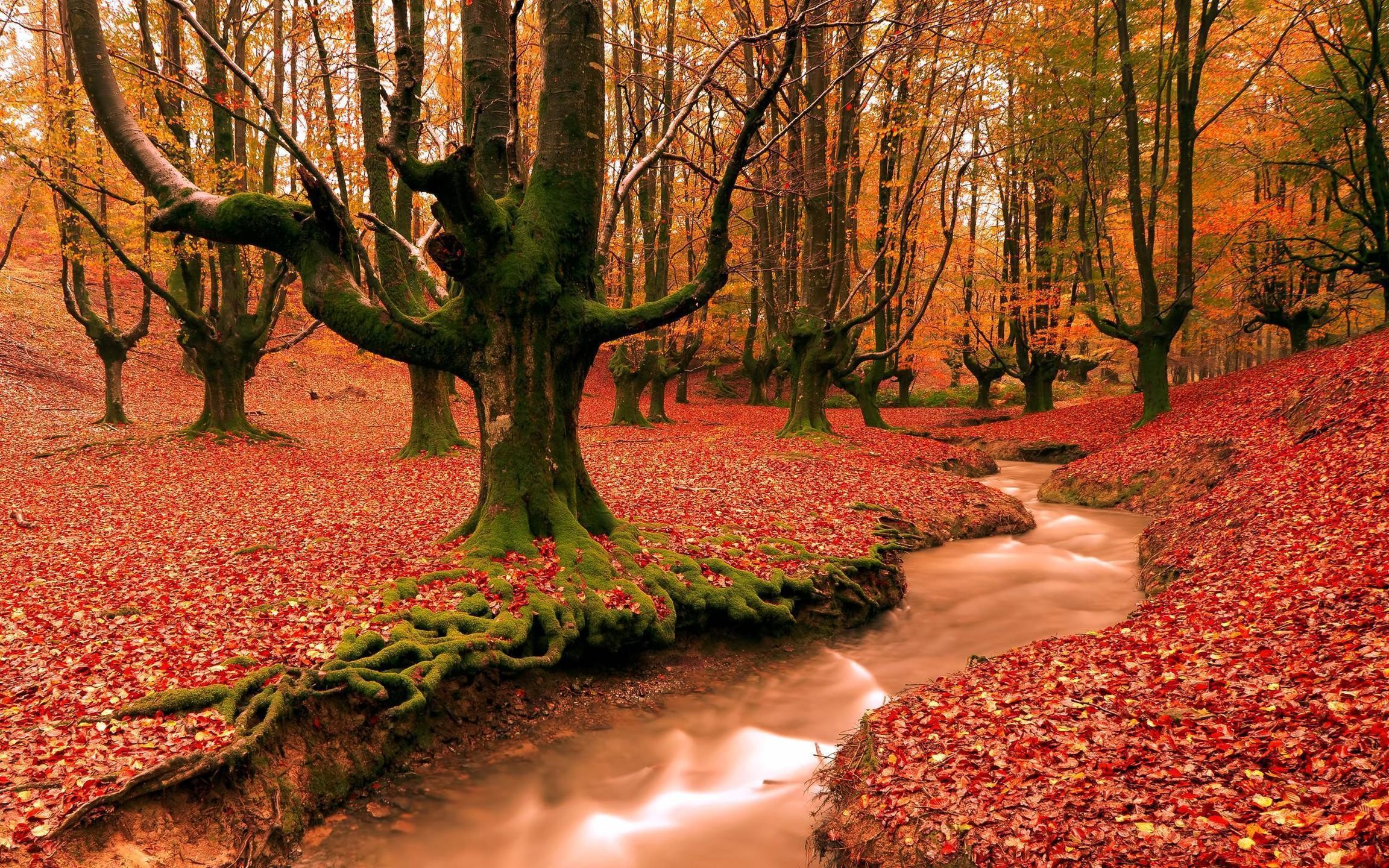 2304x1440 red forest fall season HD free wallpapers backgrounds images FHD .