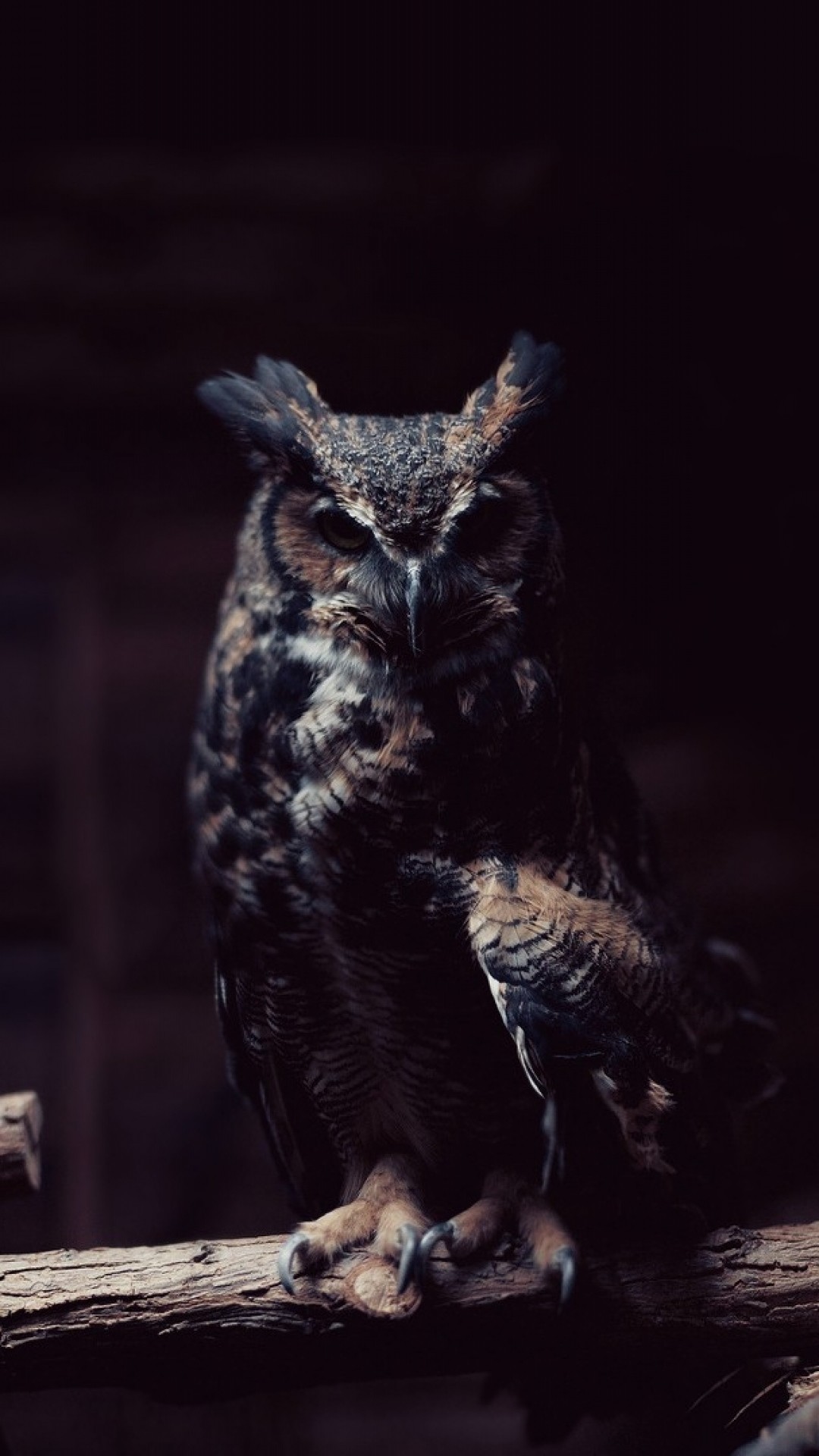 1080x1920  Wallpaper owl, branch, sit, shadows, dark