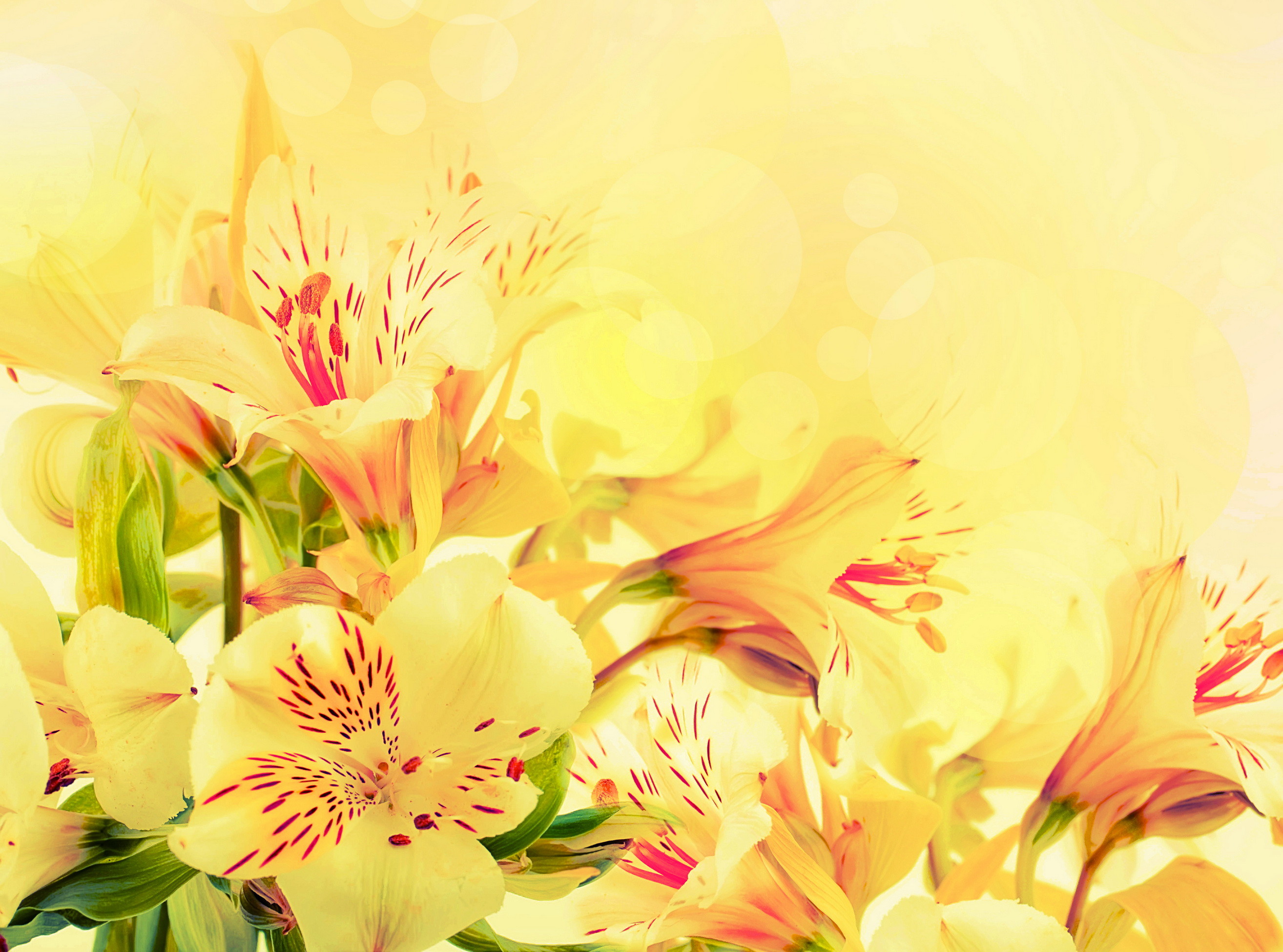 2628x1951 Yellow Flower Wallpaper HD Wallpaper