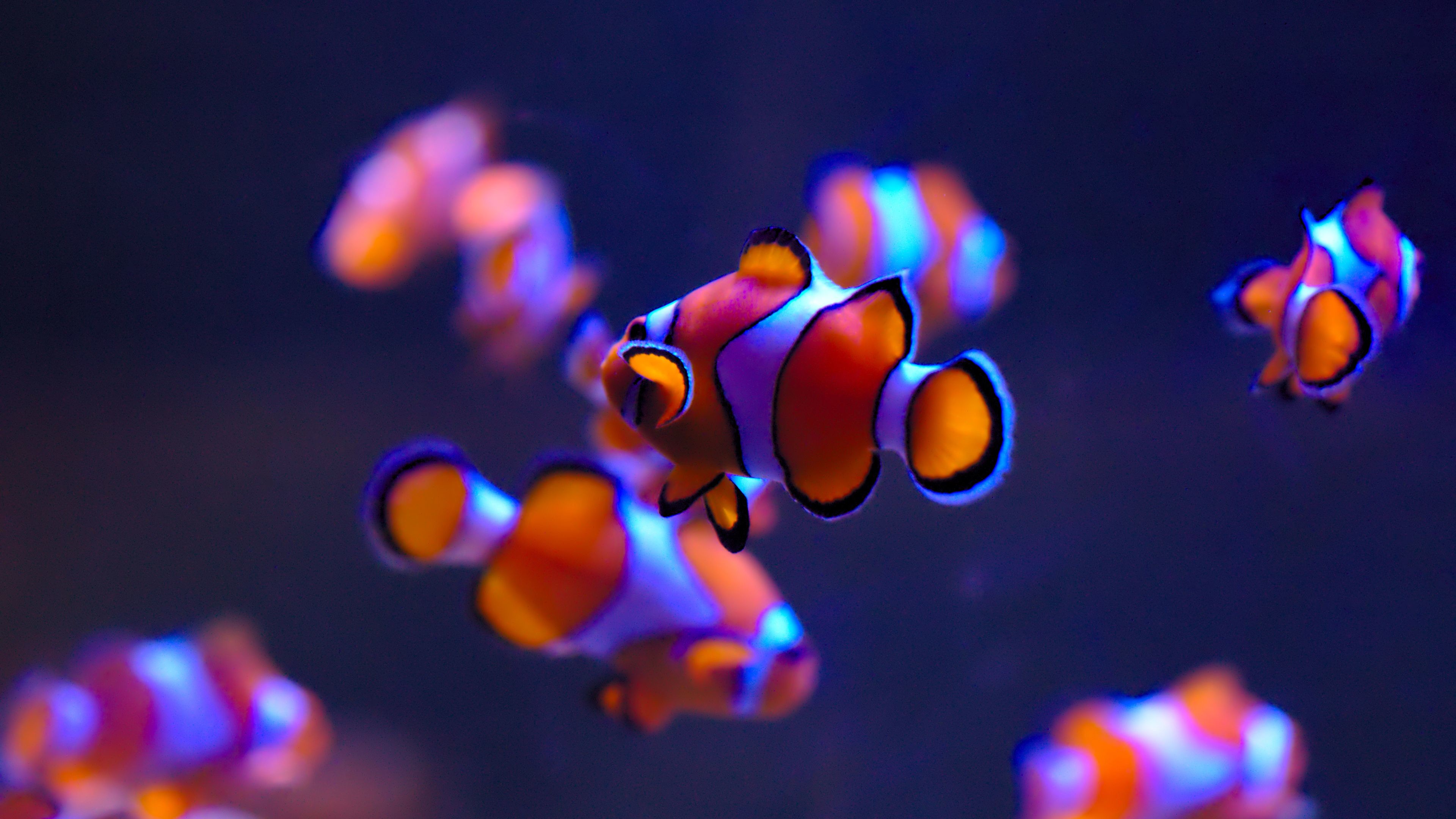 3840x2160 General  Ultra HD fish clownfish underwater