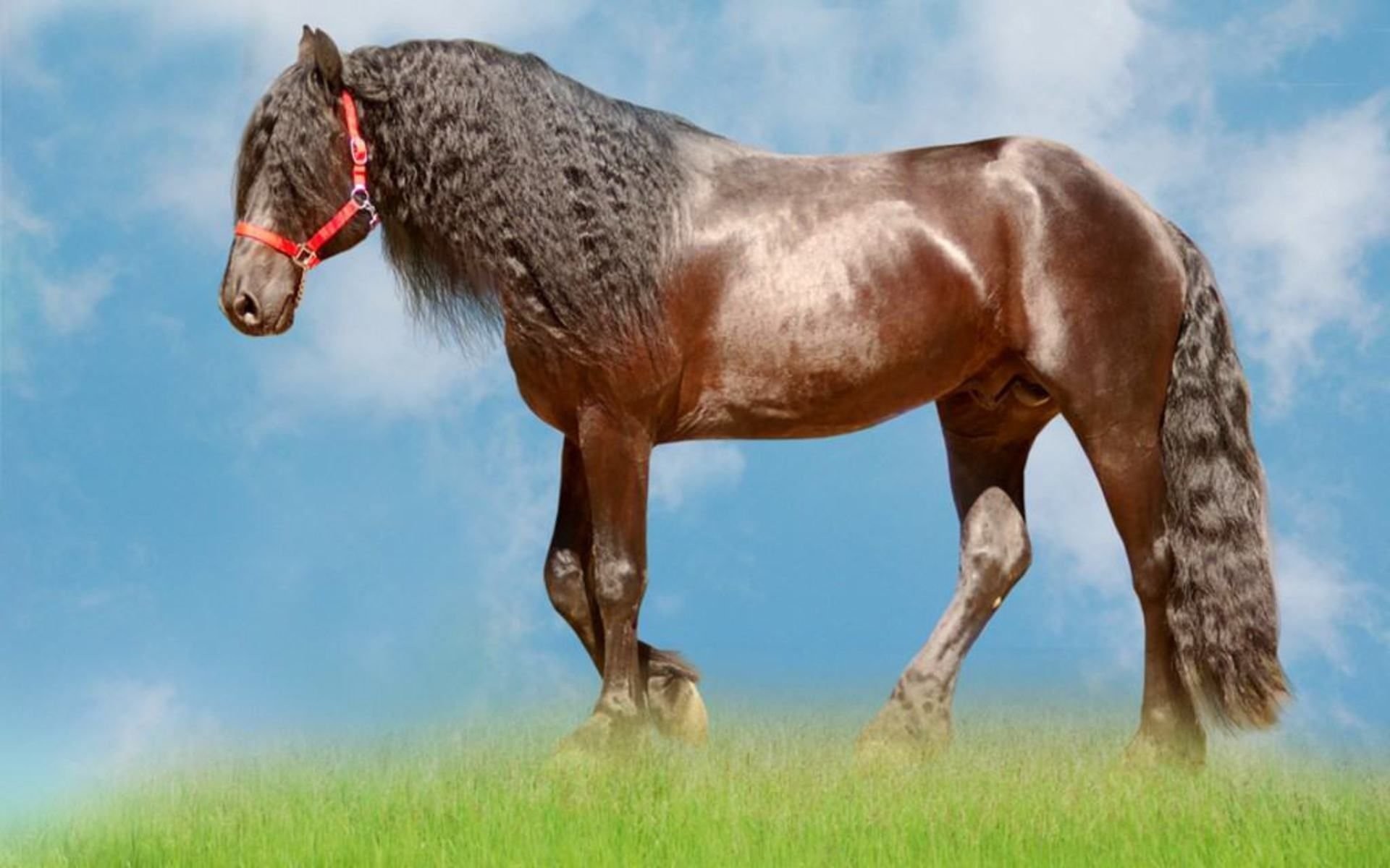 1920x1200 1920x1080 The-Friesian-Horse-is-a-Friesian-Breed-lives-