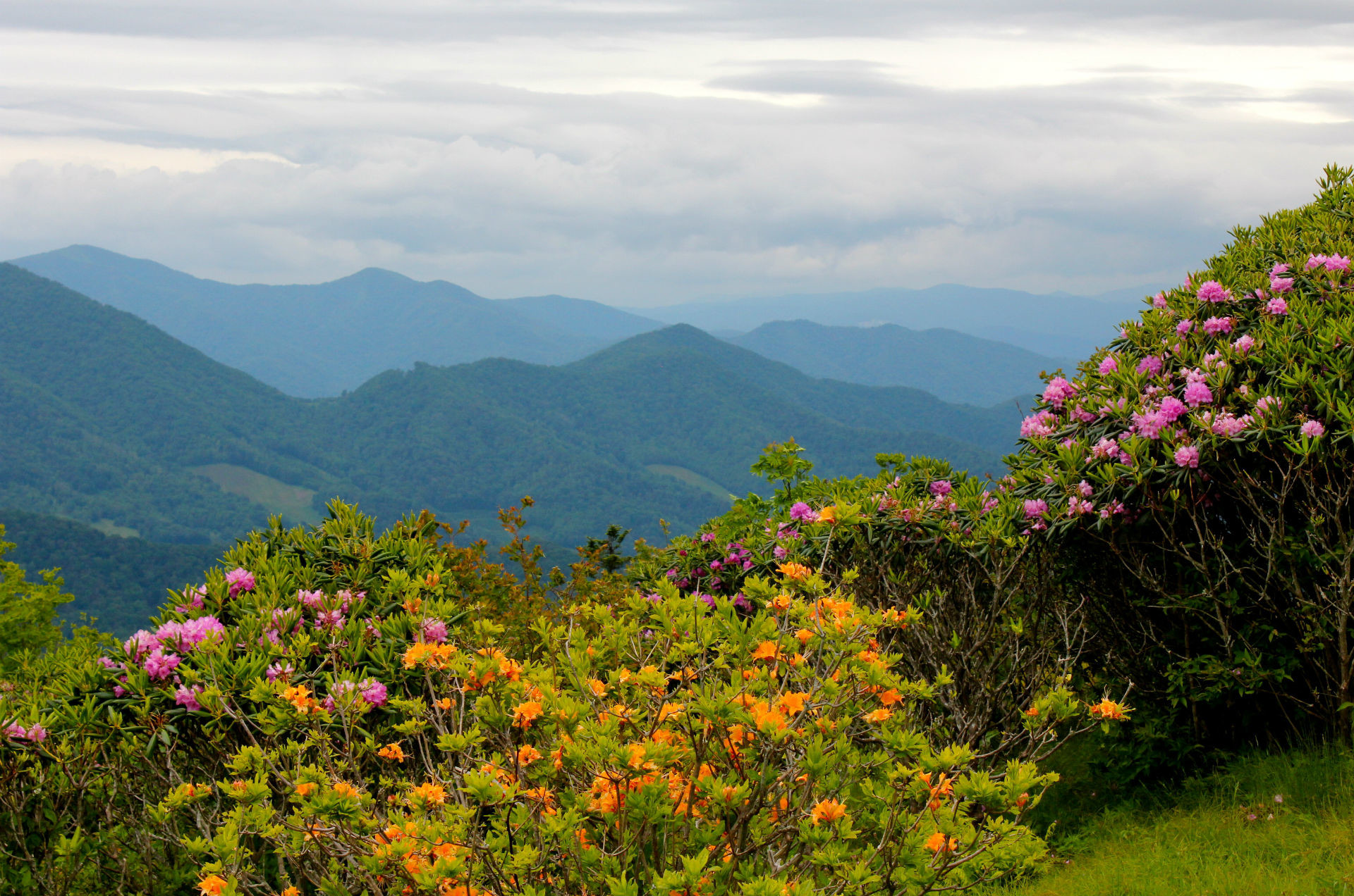 1920x1272 mountains,scenery, nature, carolina, mountains, flowers landscapes, free  wallpaper, lovely, mobile wallpaper,android, rhododendrons, Full HD, north,  ...