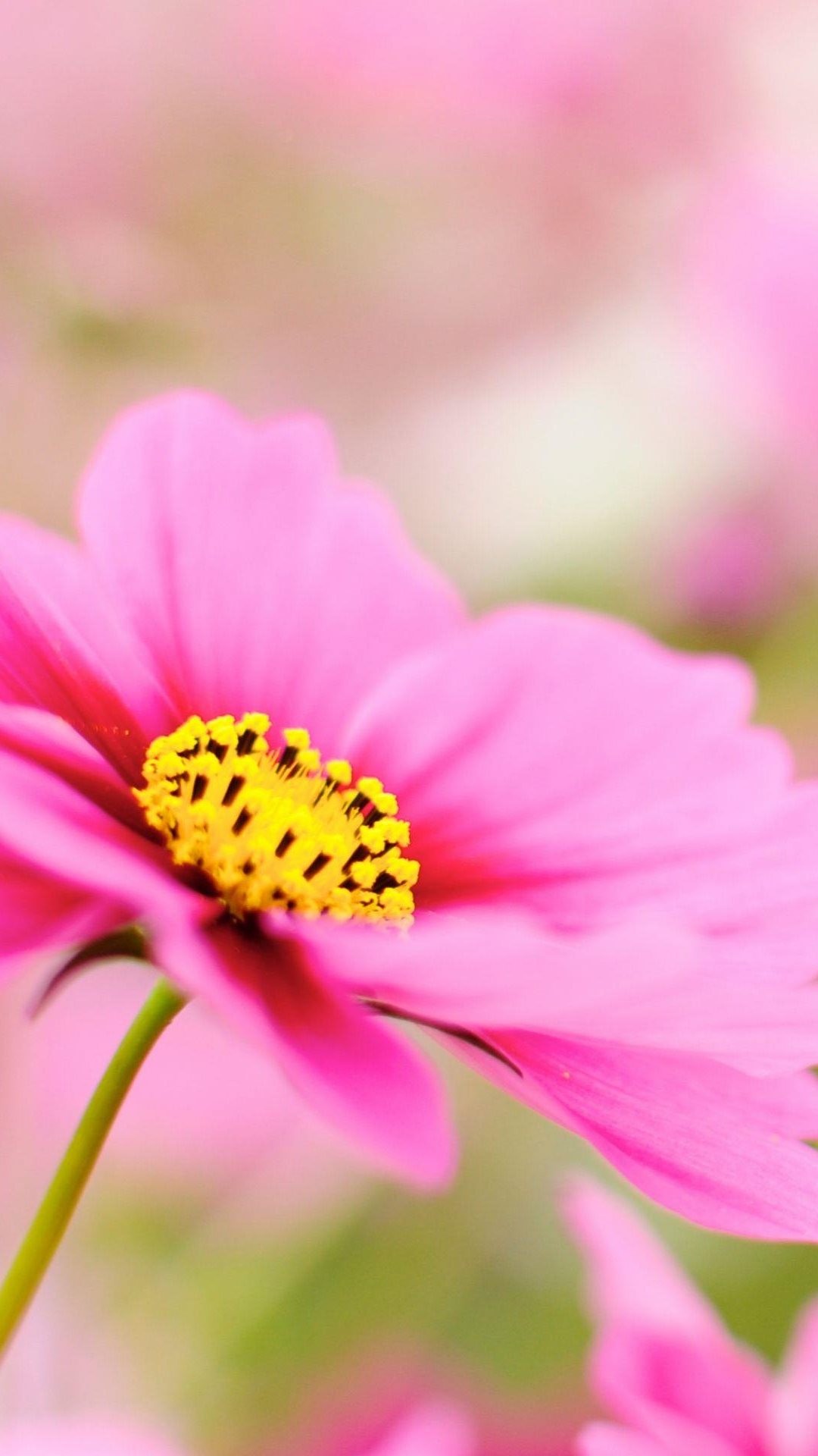 1080x1920 Pink Dahlia Macro Flower iPhone 6 Plus HD Wallpaper ...