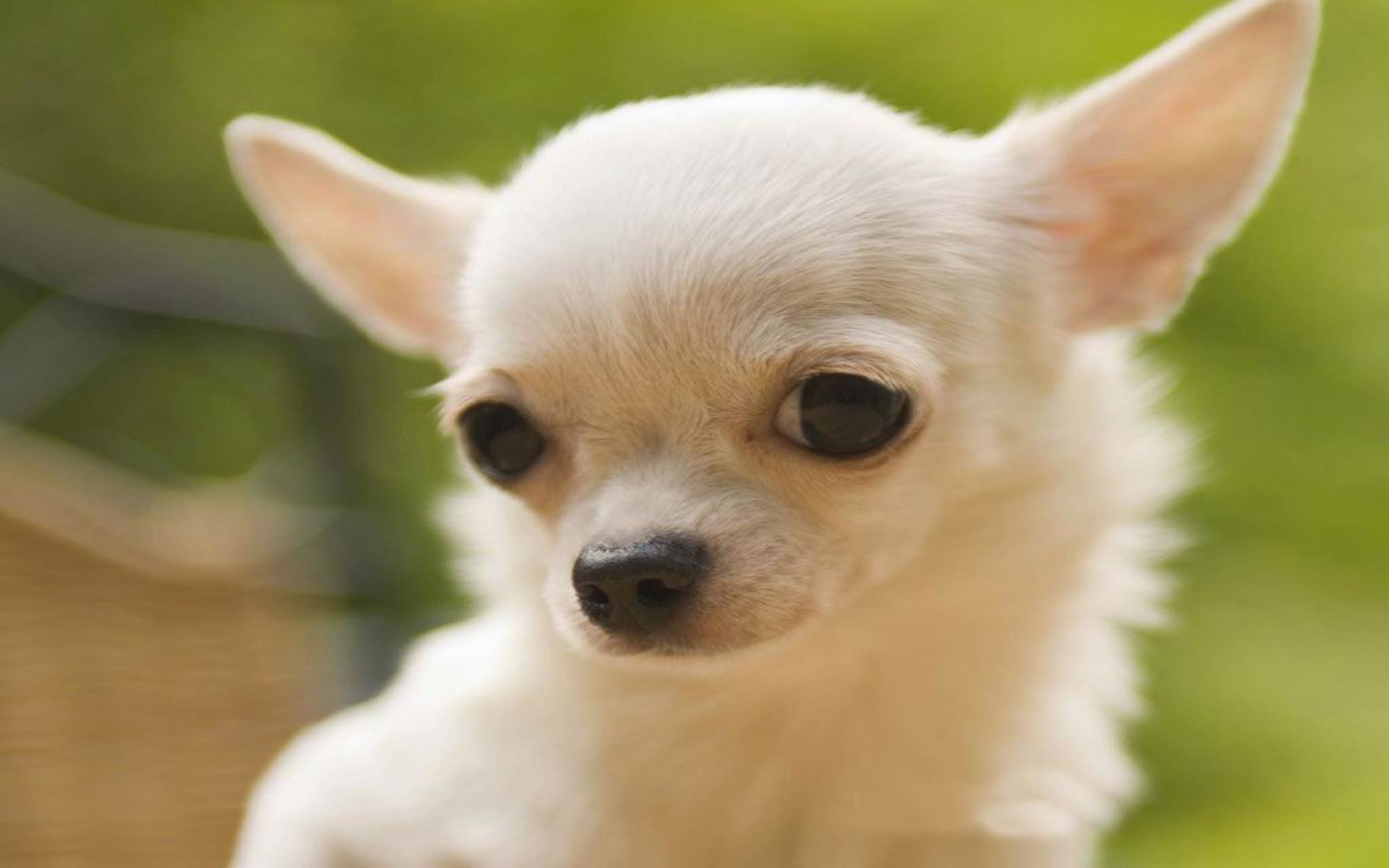 1920x1200 chihuahua wallpapers - Buscar con Google