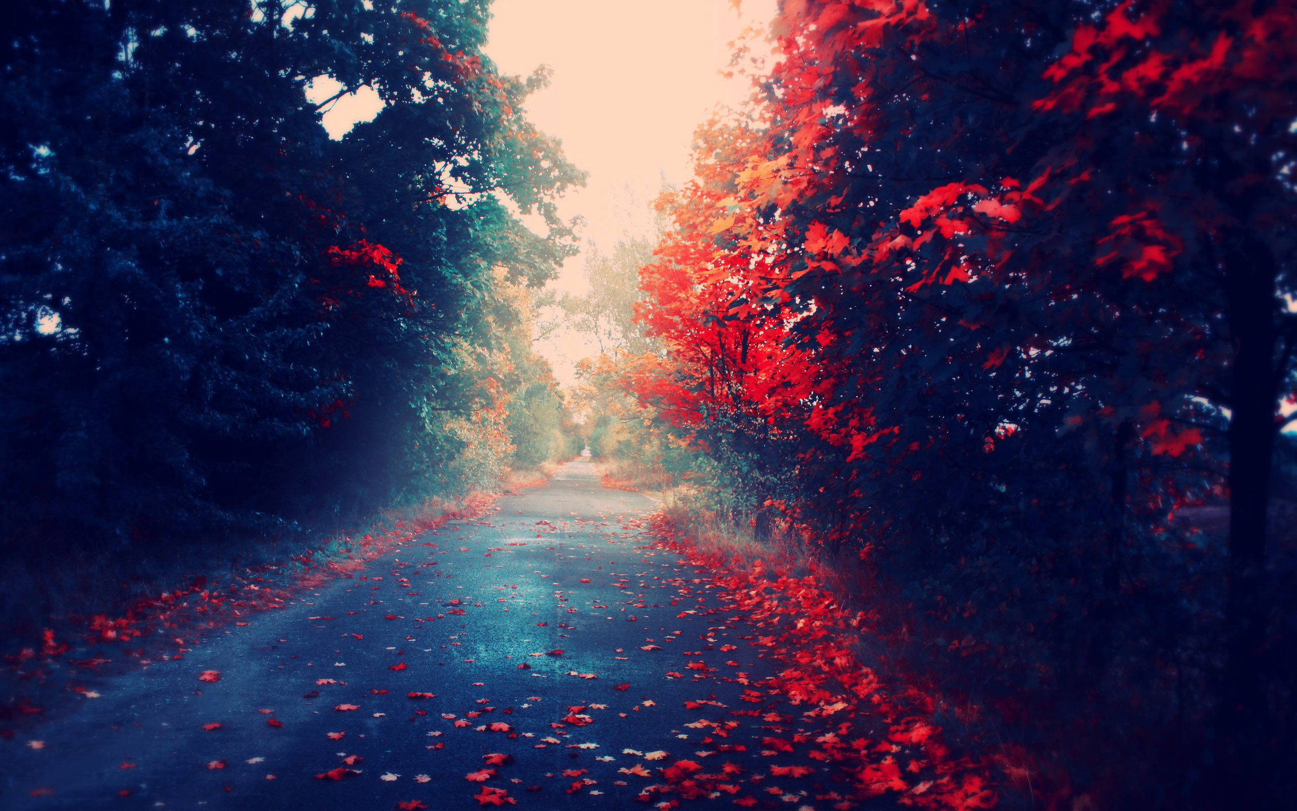 2560x1600 Red Fall Leaves Wallpapers Desktop