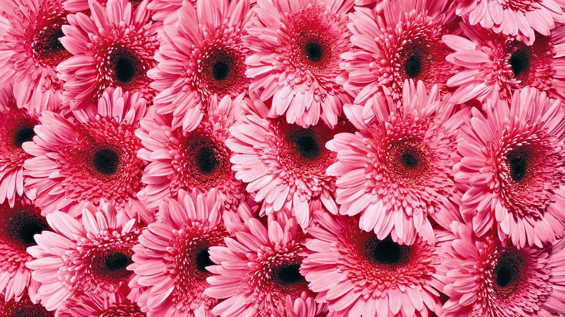 1920x1080 Pink Flowers 756783