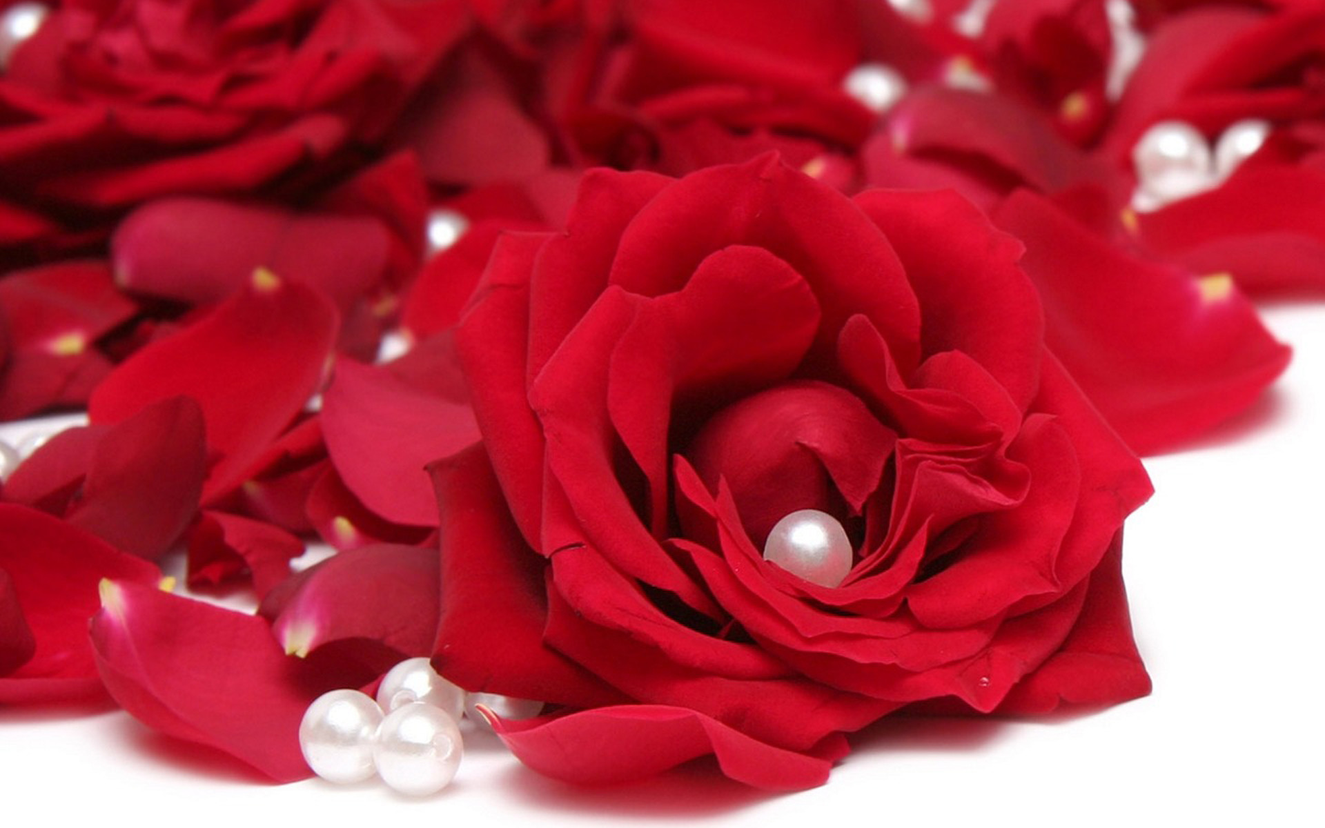 1920x1200 most beautiful red rose flowers best hd wallpapers